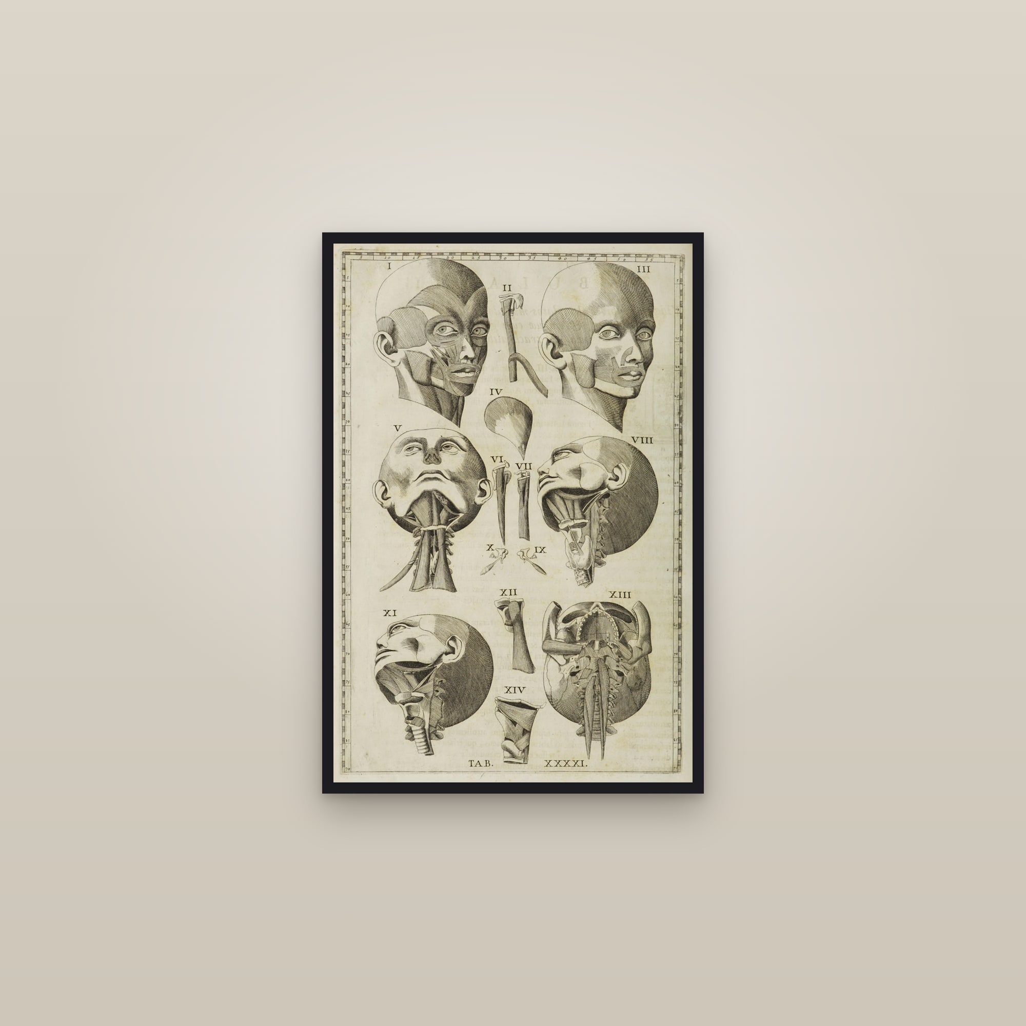 Muscles of the Face, Eye and Throat — framed in a gallery setting