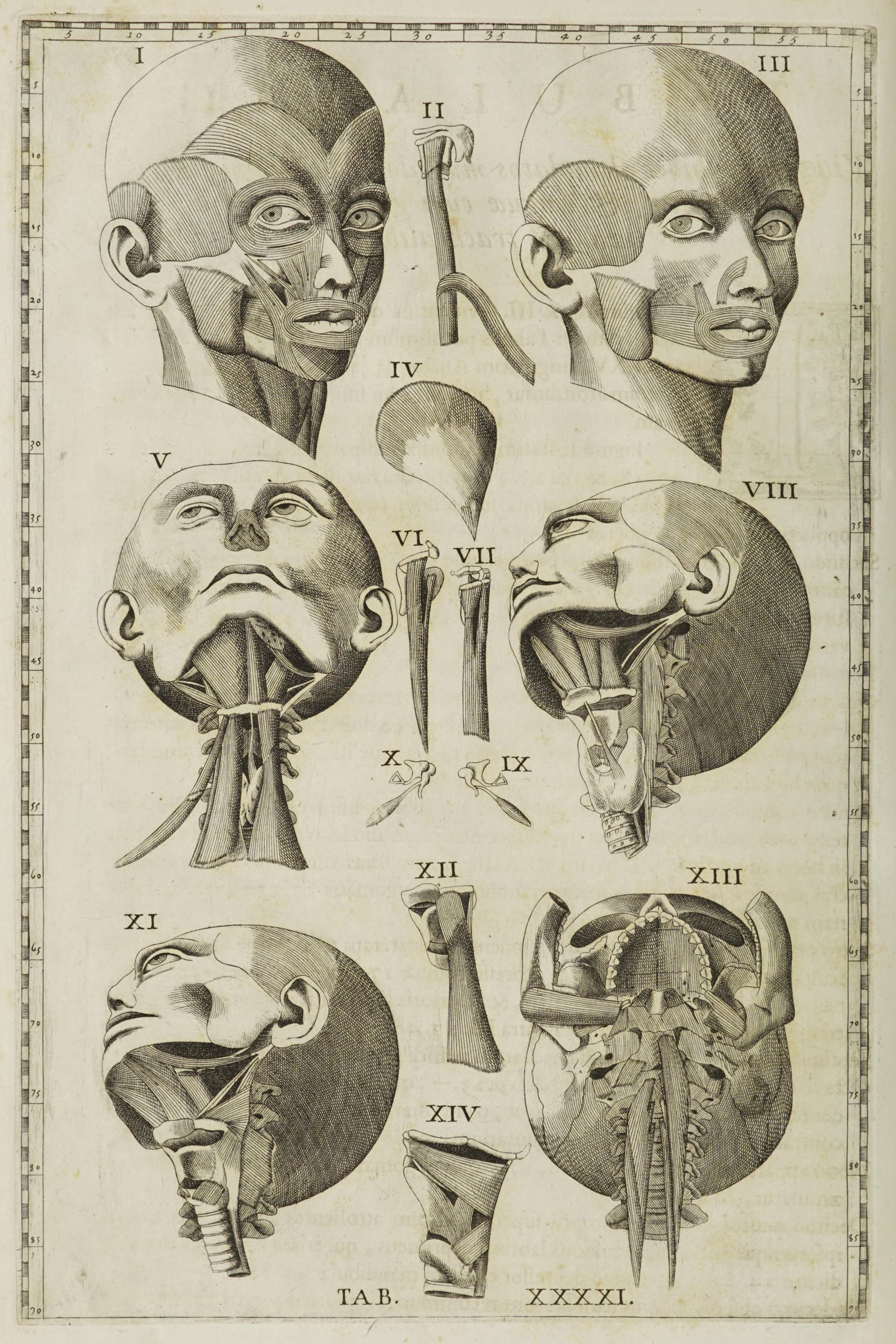 Muscles of the Face, Eye and Throat