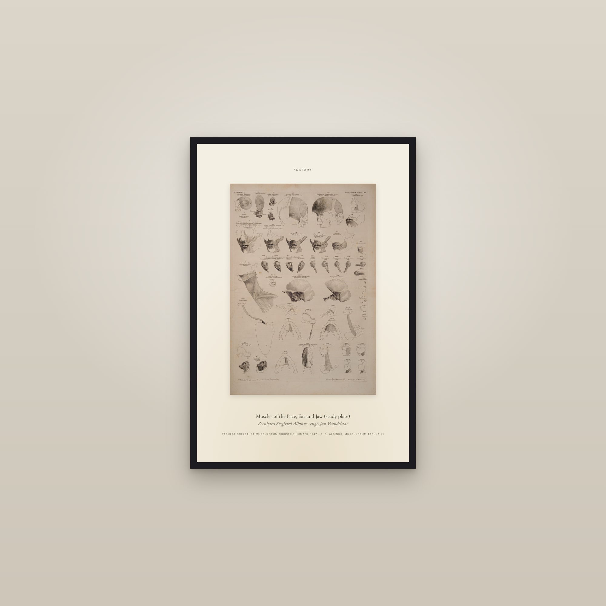Muscles of the Face, Ear and Jaw (study plate) — Specimen — framed in a gallery setting