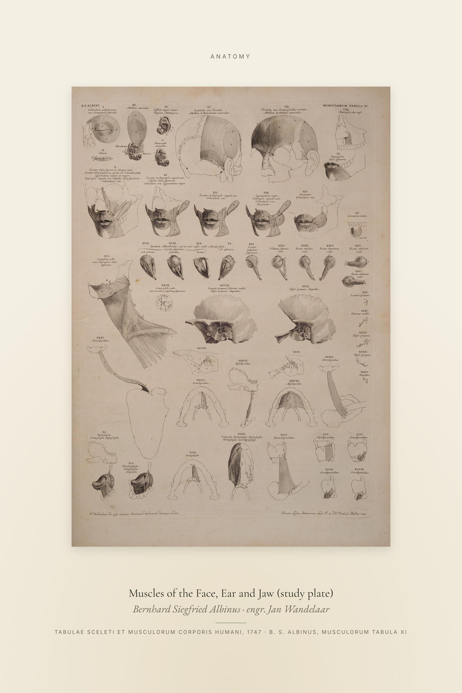 Muscles of the Face, Ear and Jaw (study plate) — Specimen