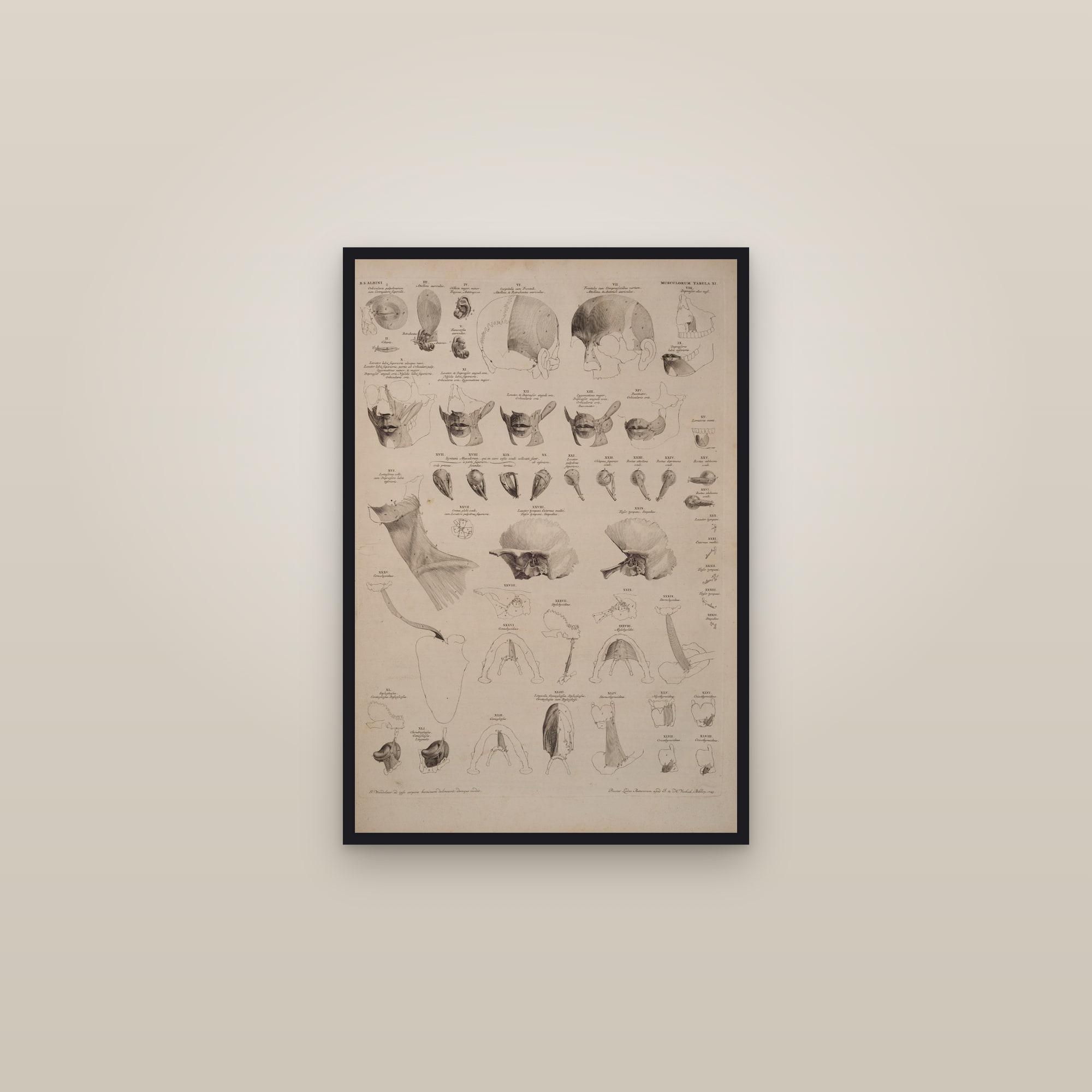 Muscles of the Face, Ear and Jaw (study plate) — framed in a gallery setting