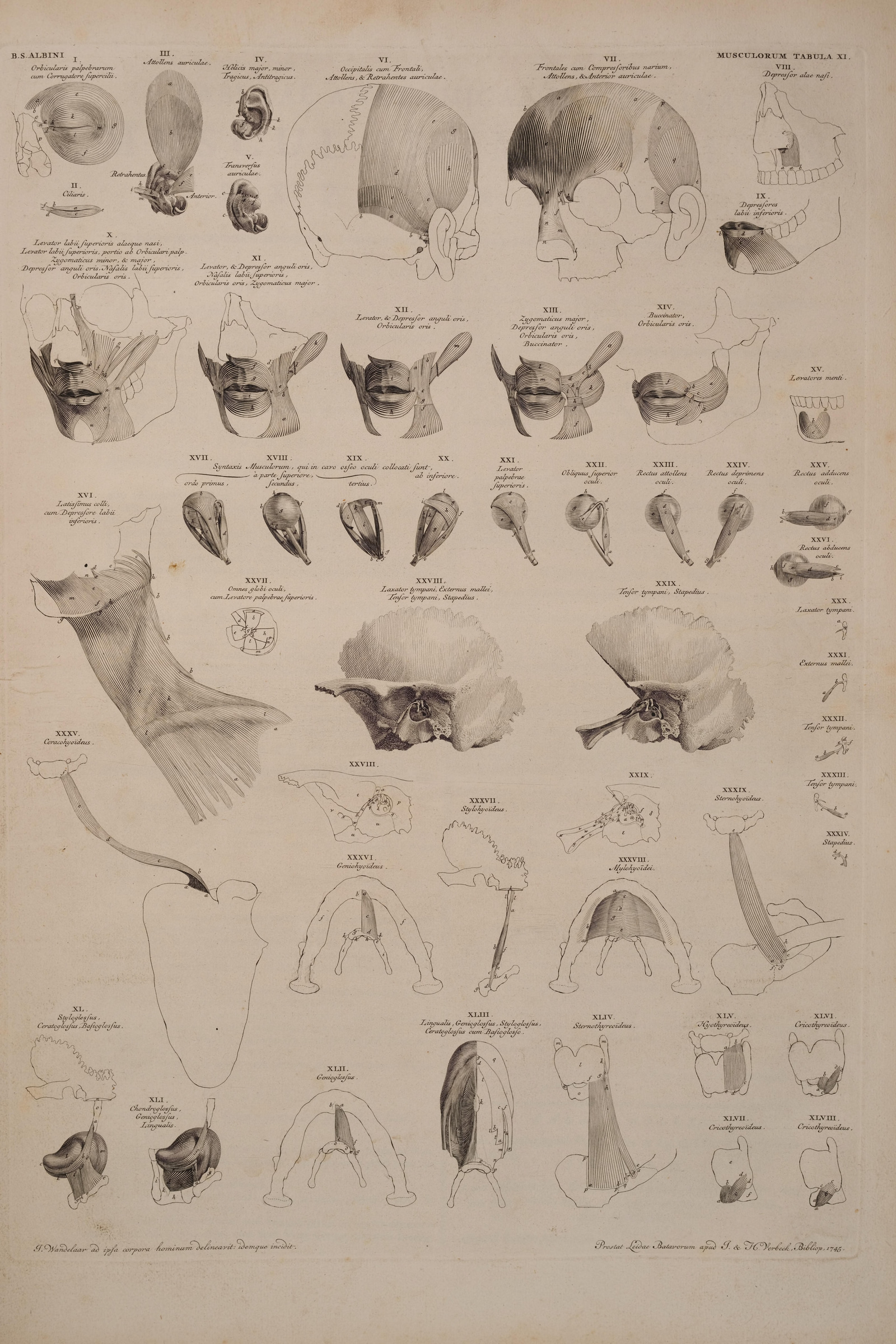 Muscles of the Face, Ear and Jaw (study plate)