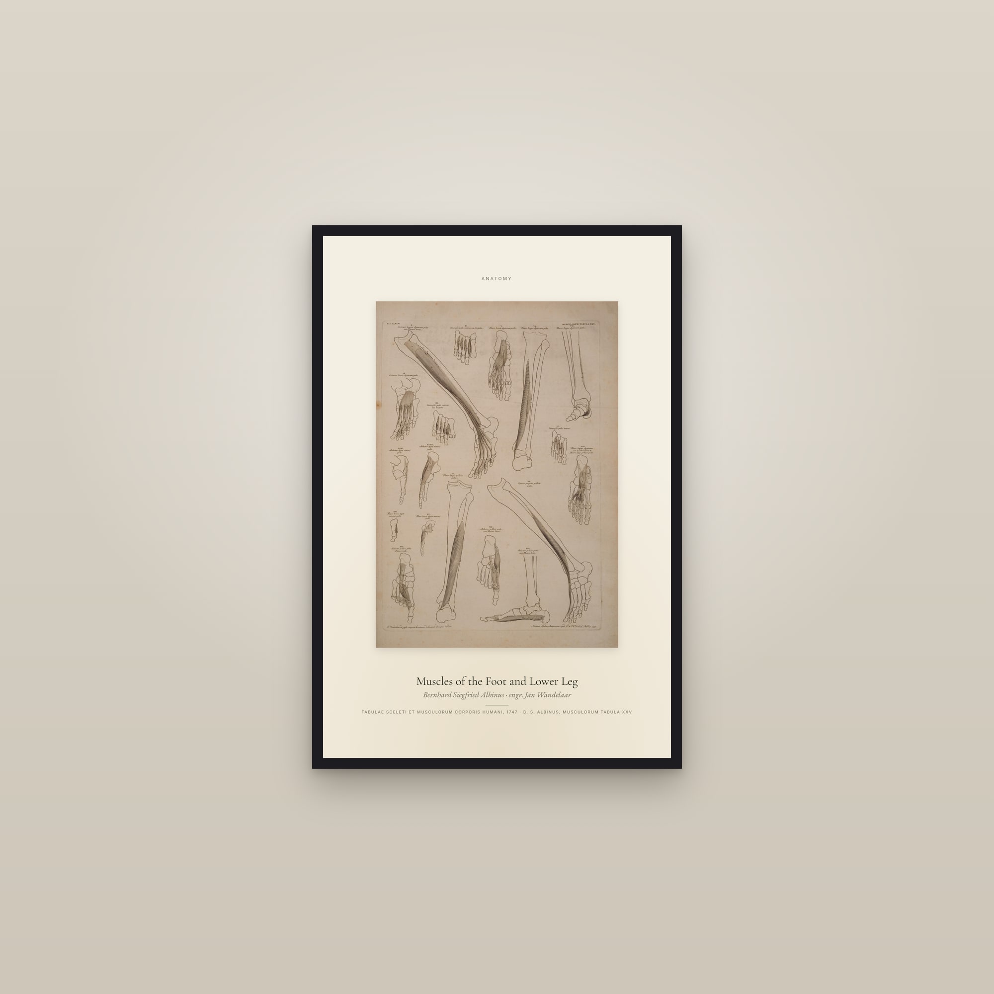 Muscles of the Foot and Lower Leg — Specimen — framed in a gallery setting