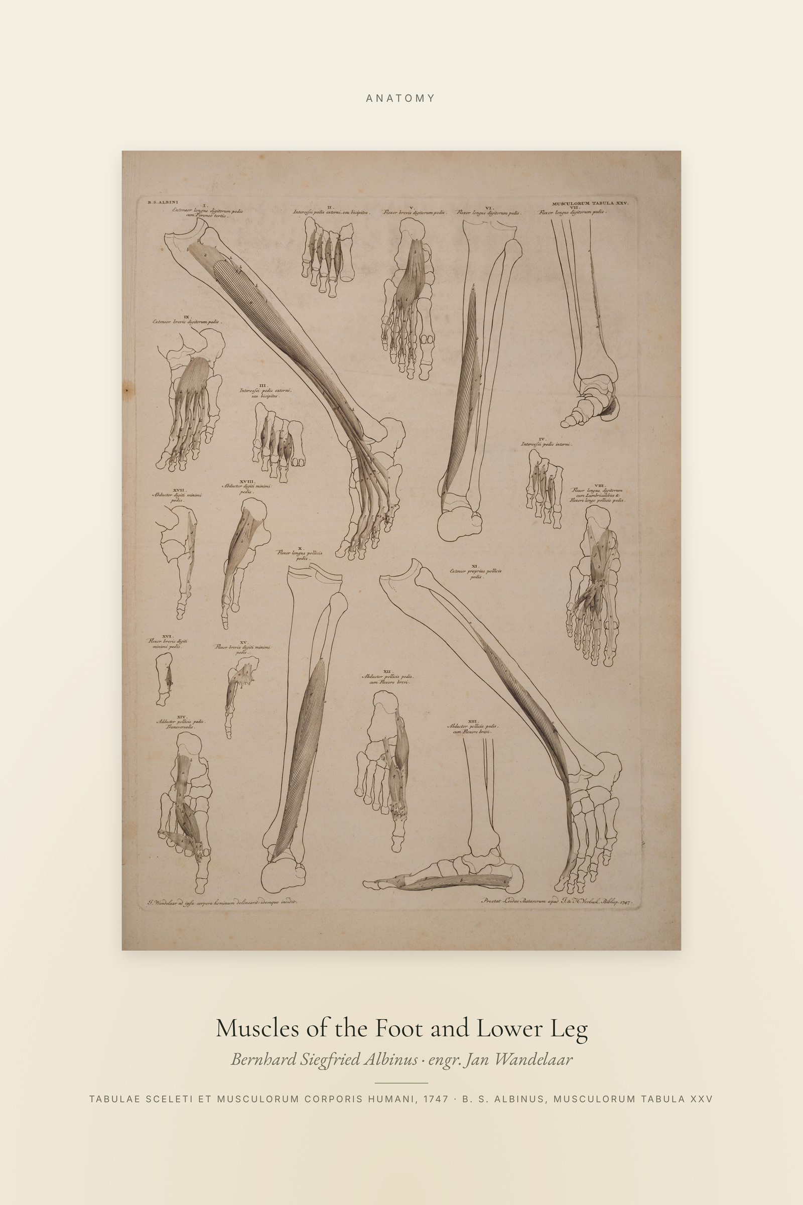 Muscles of the Foot and Lower Leg — Specimen