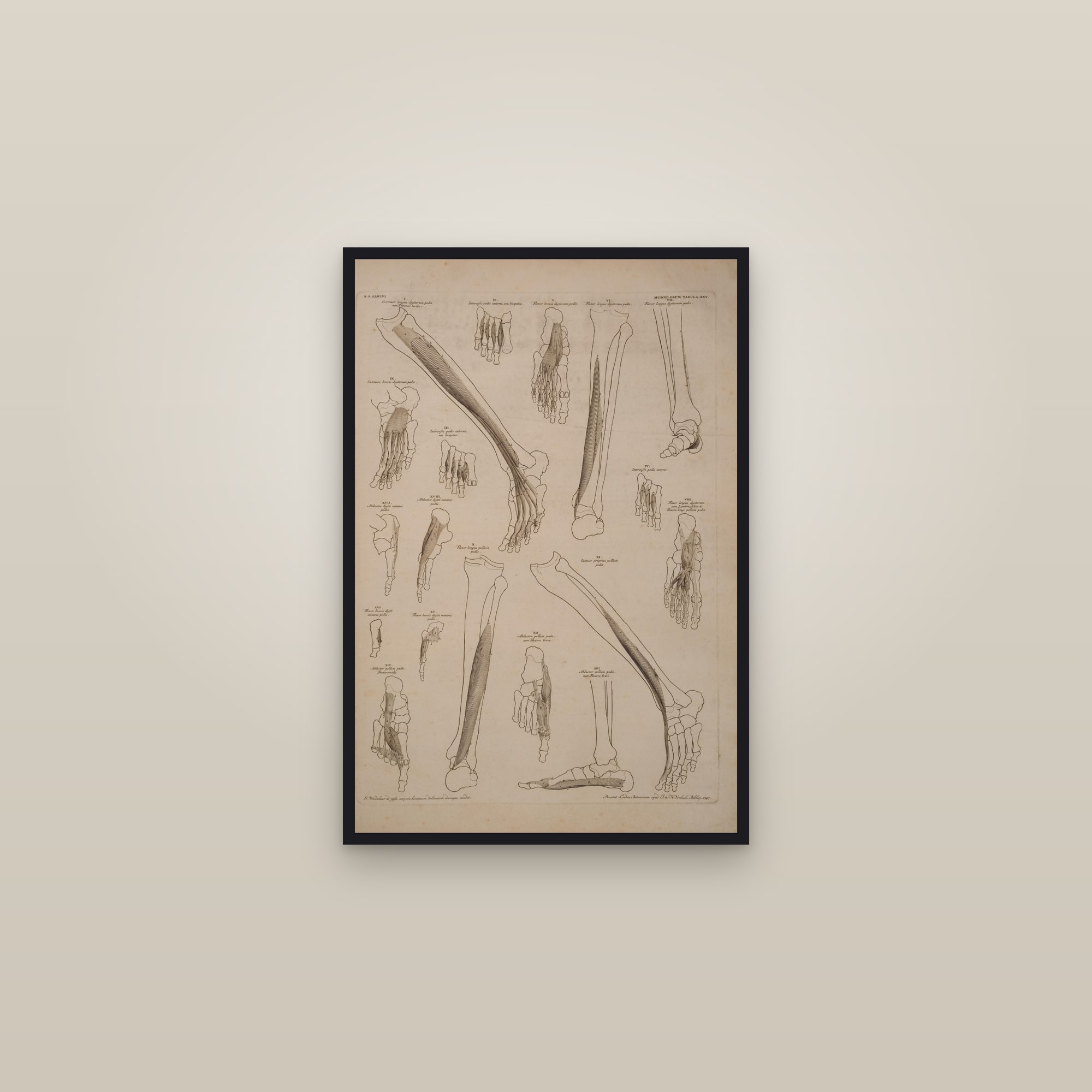 Muscles of the Foot and Lower Leg — framed in a gallery setting