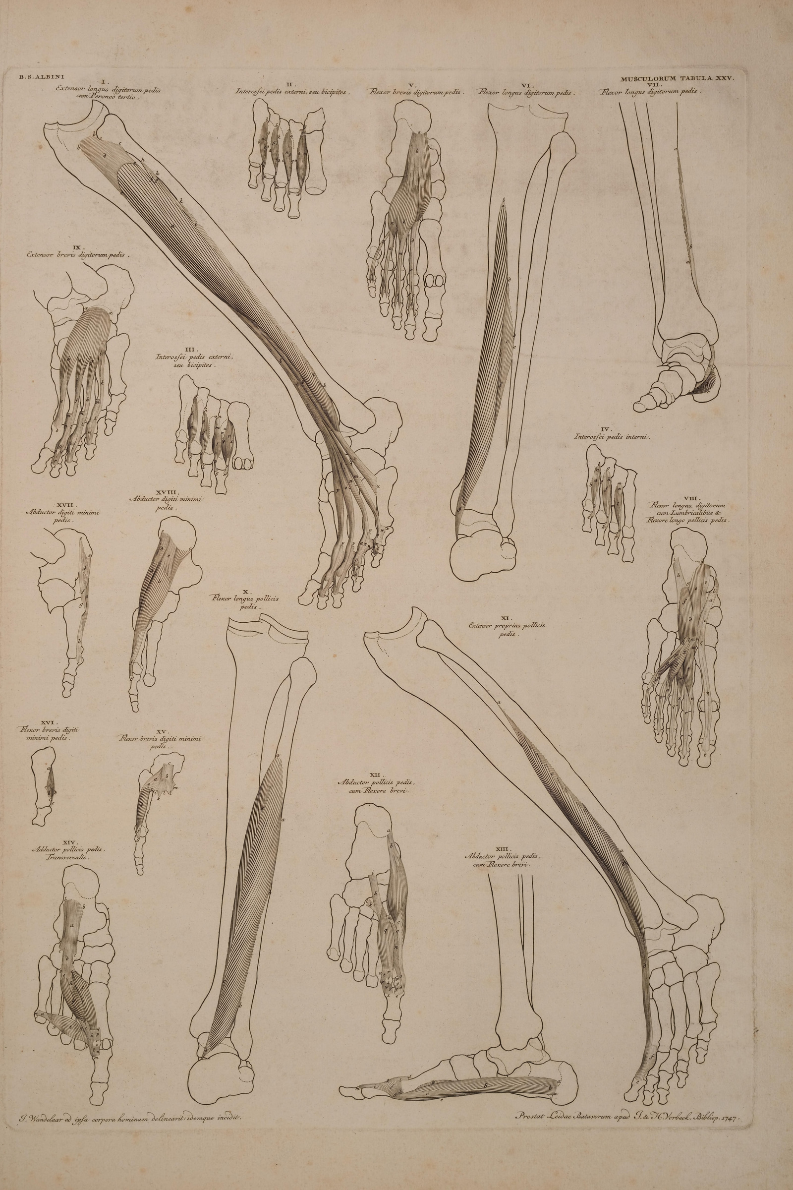 Muscles of the Foot and Lower Leg