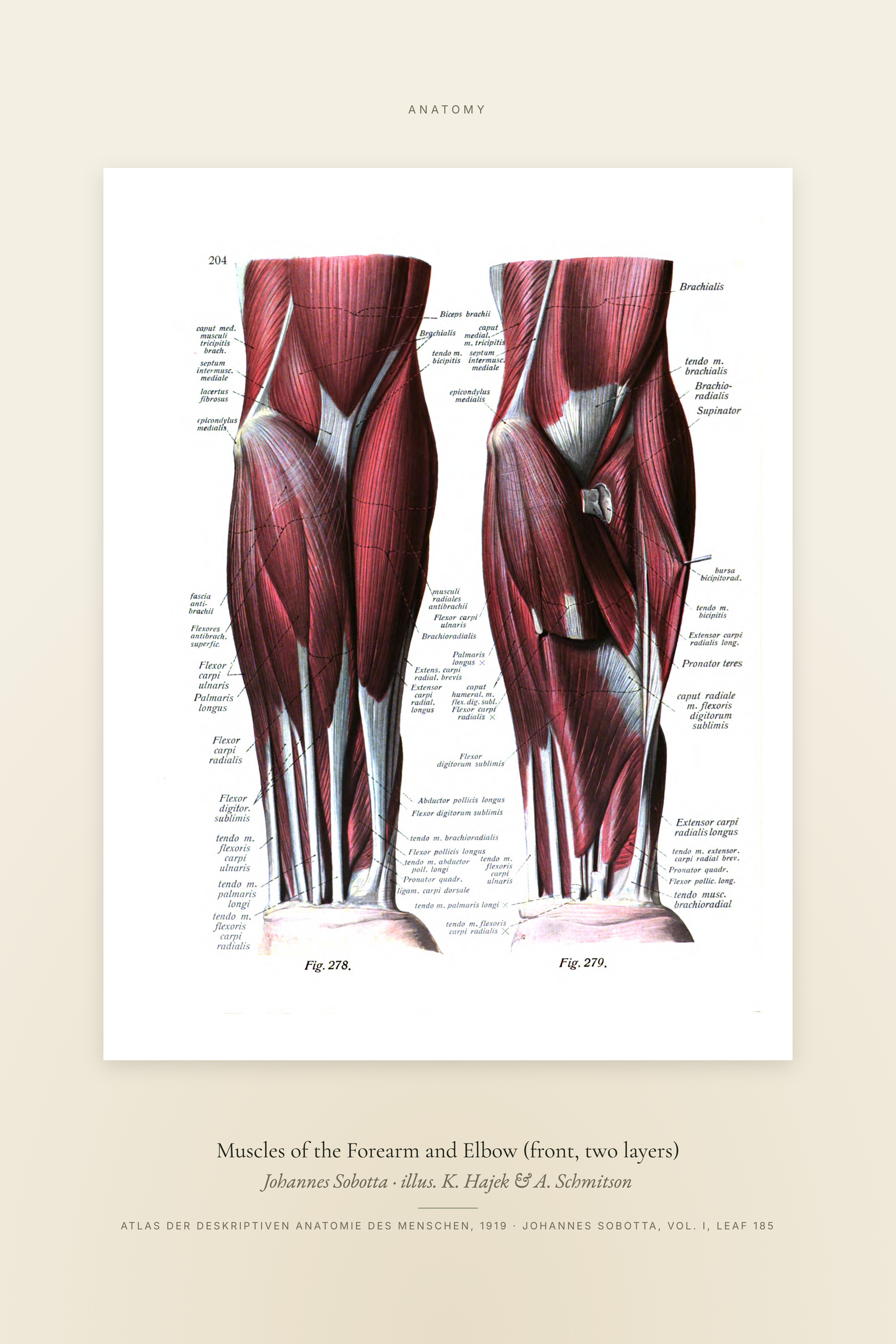 Muscles of the Forearm and Elbow (front, two layers) — Specimen