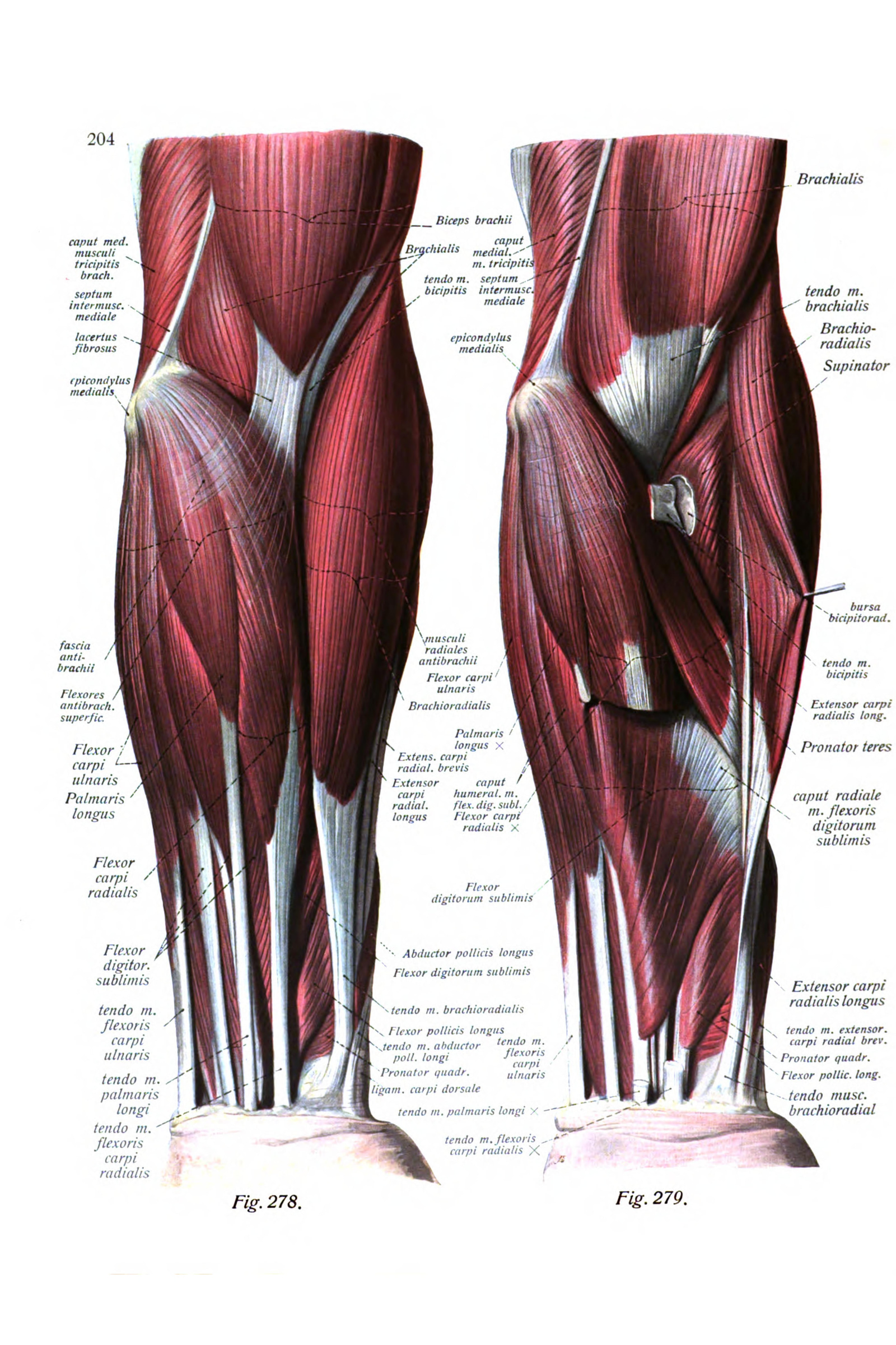 Muscles of the Forearm and Elbow (front, two layers)