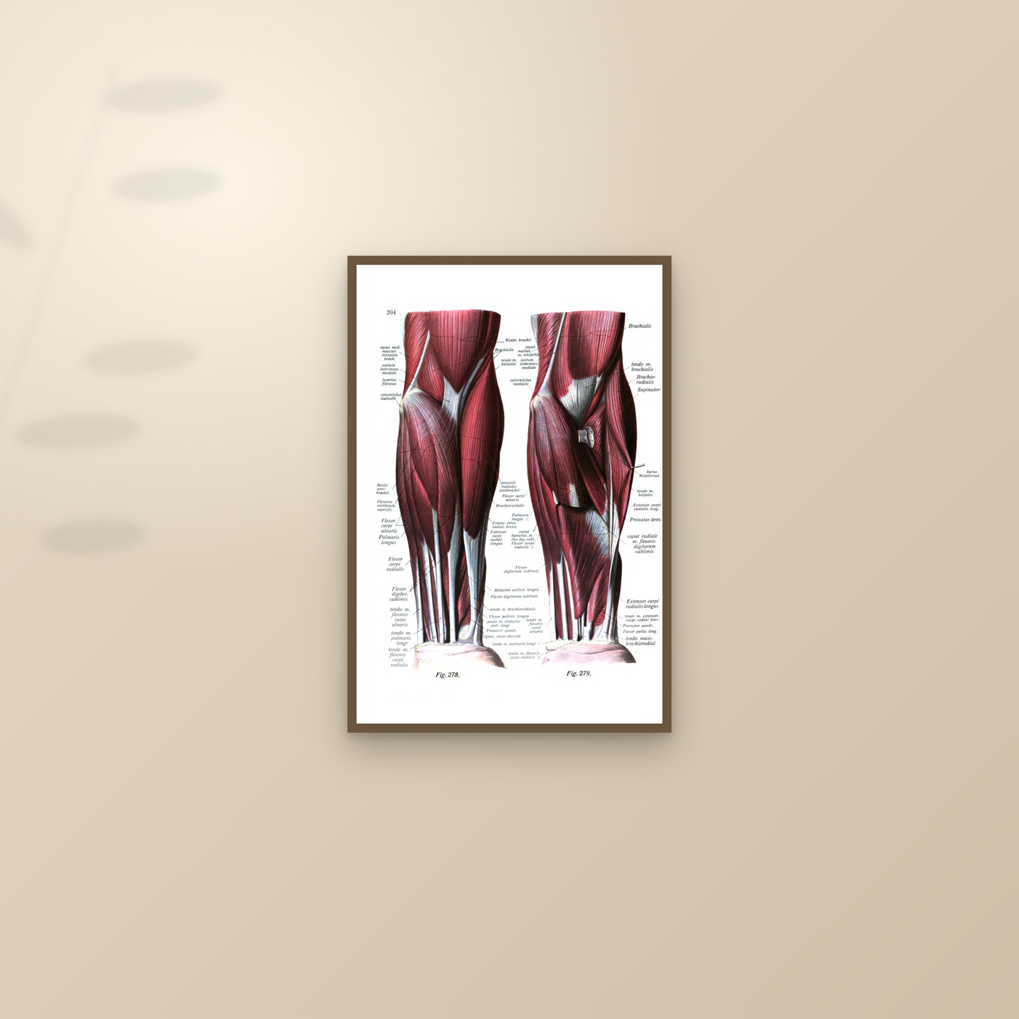 Muscles of the Forearm and Elbow (front, two layers) — framed and styled on a sunlit wall