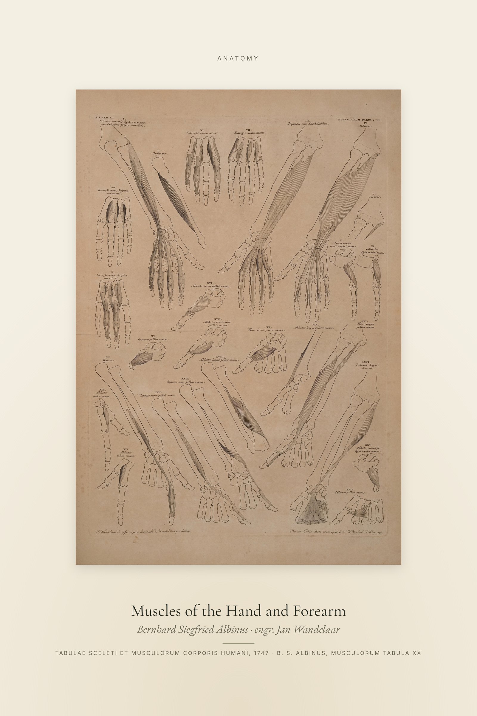 Muscles of the Hand and Forearm — Specimen