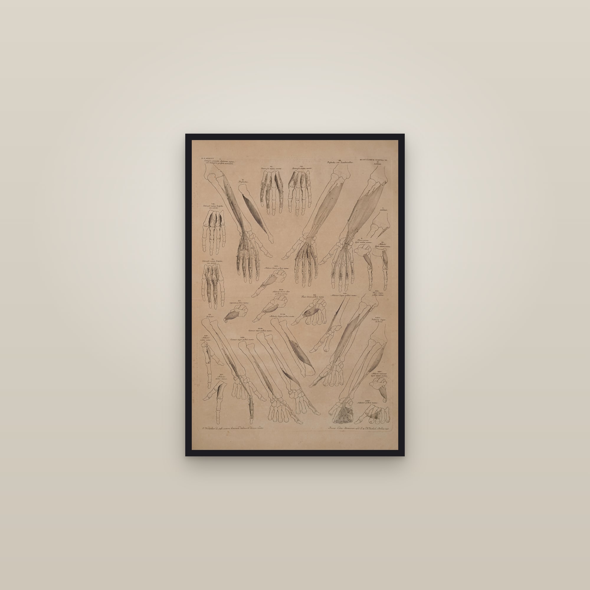 Muscles of the Hand and Forearm — framed in a gallery setting