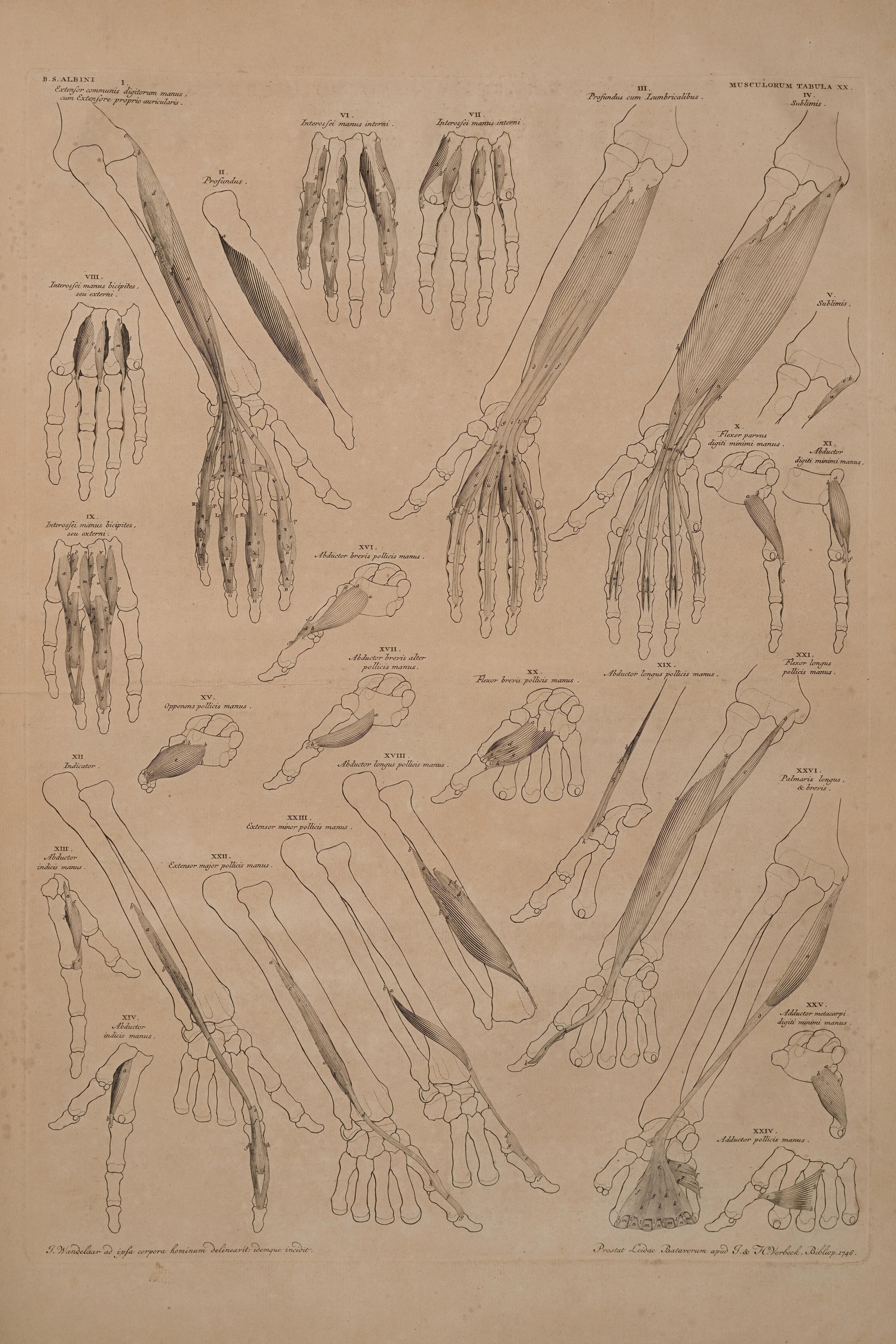 Muscles of the Hand and Forearm