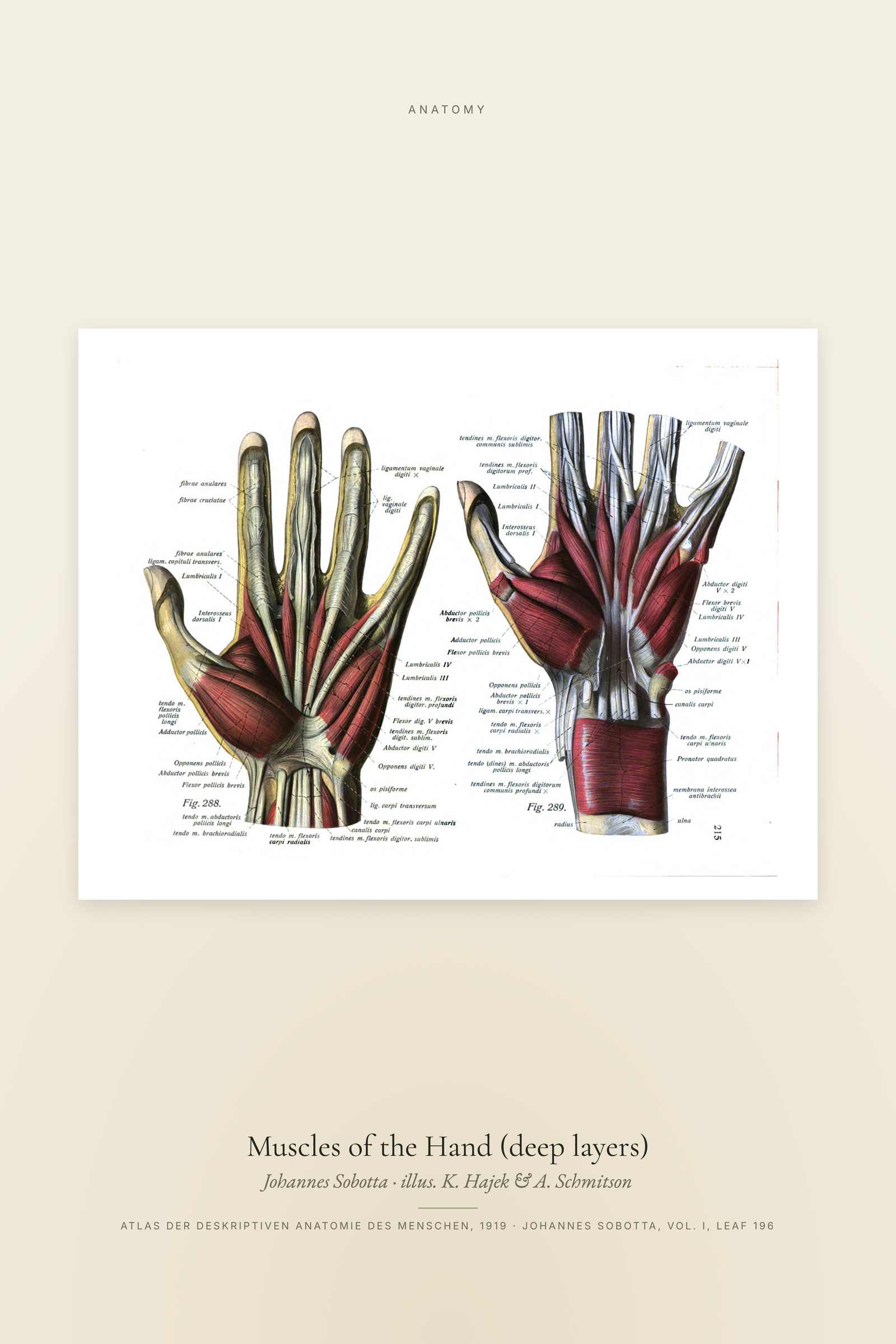 Muscles of the Hand (deep layers)