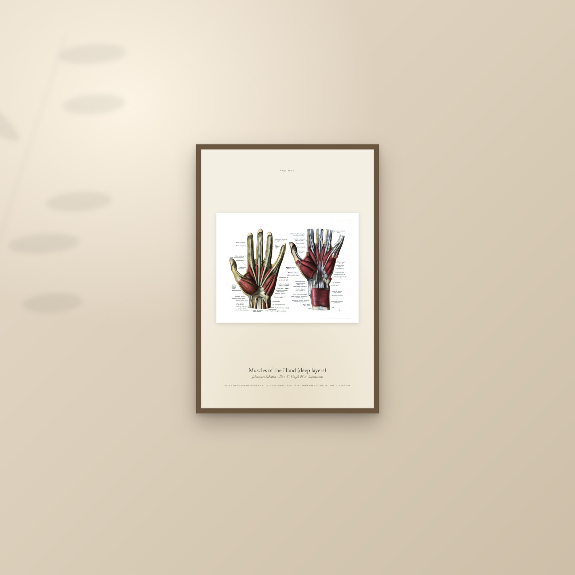 Muscles of the Hand (deep layers) — framed and styled on a sunlit wall