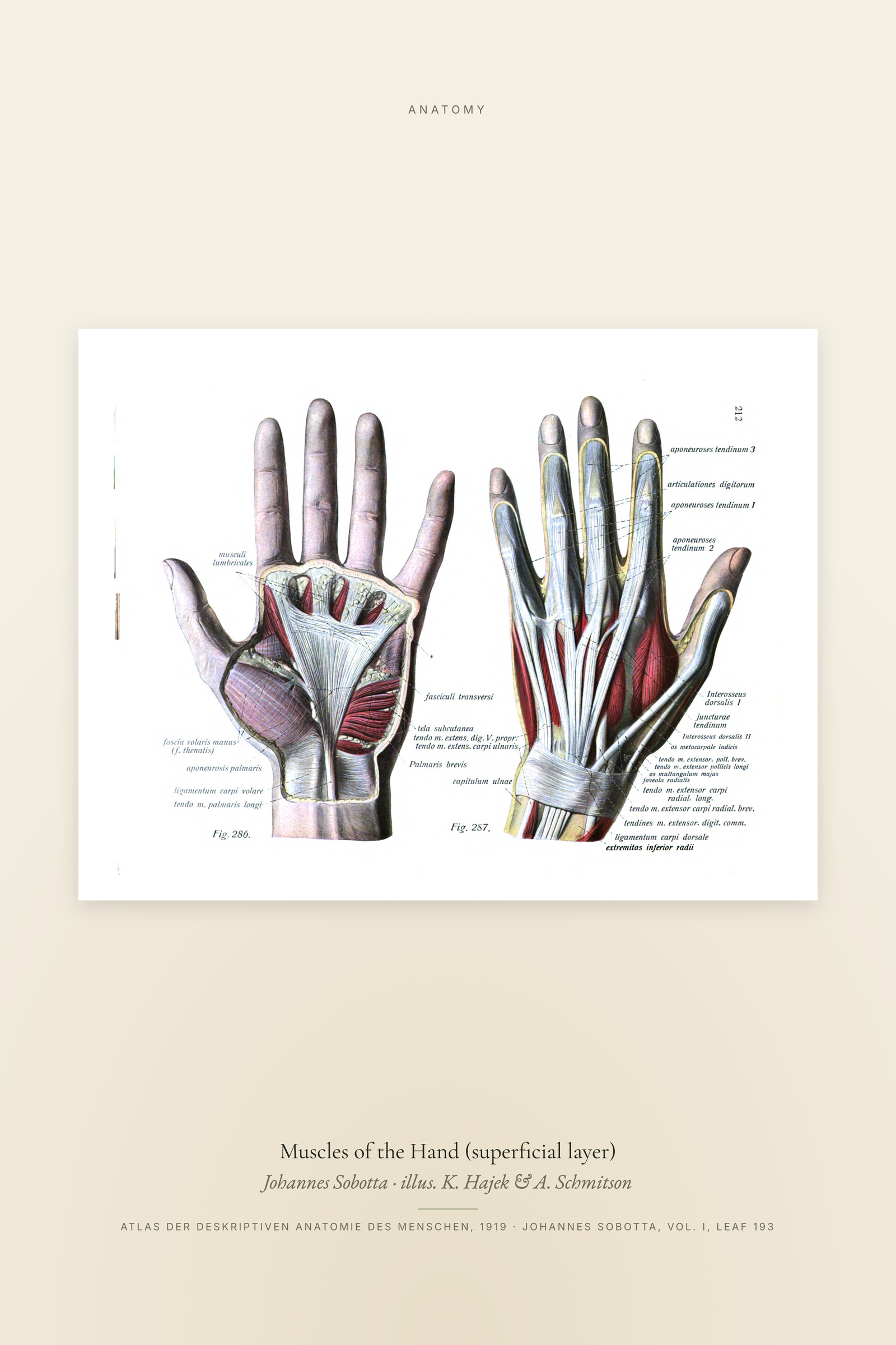 Muscles of the Hand (superficial layer)