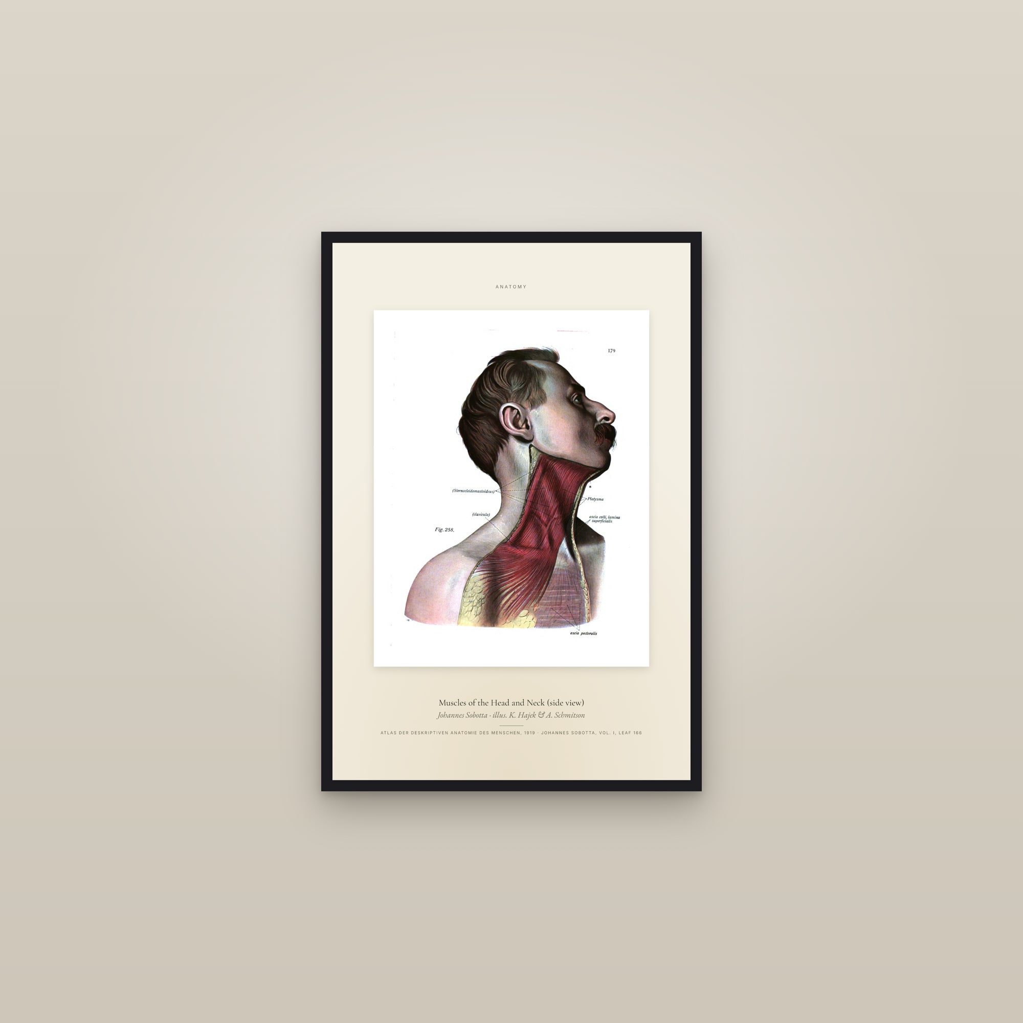 Muscles of the Head and Neck (side view) — Specimen — framed in a gallery setting