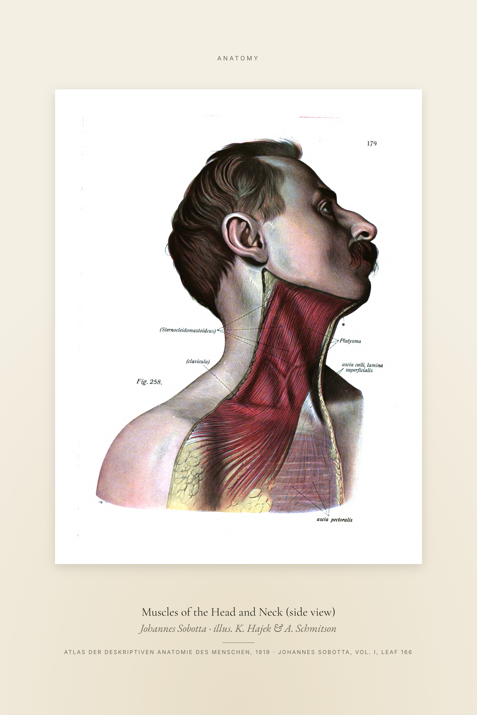 Muscles of the Head and Neck (side view) — Specimen