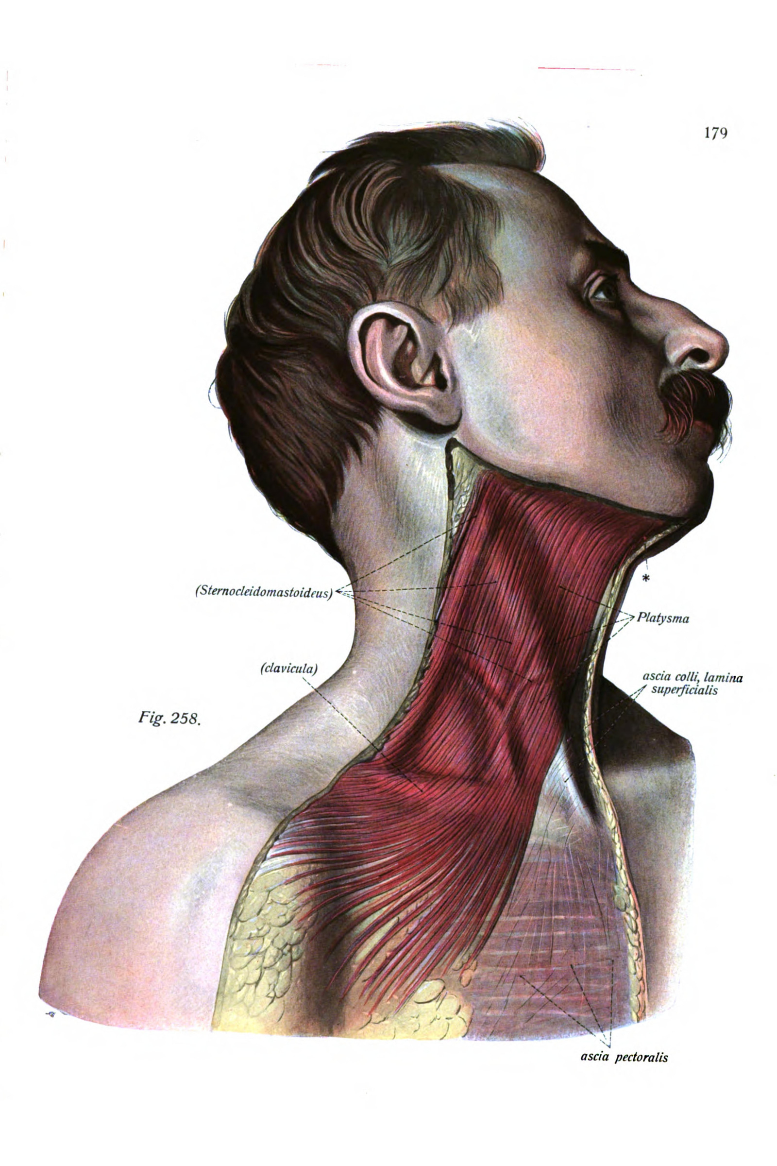 Muscles of the Head and Neck (side view)