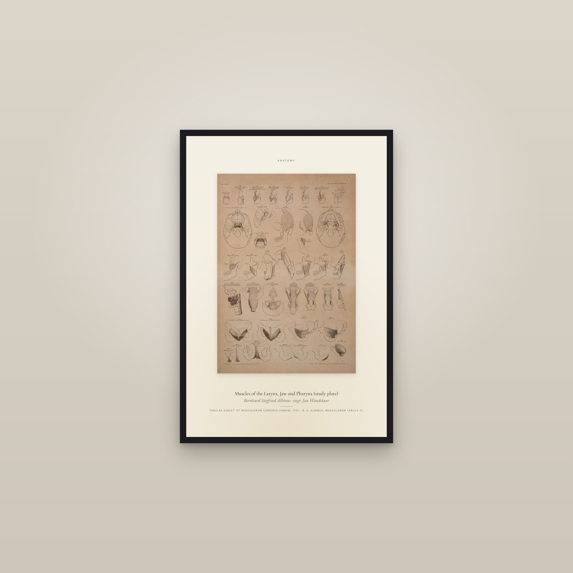 Muscles of the Larynx, Jaw and Pharynx (study plate) — Specimen — framed in a gallery setting