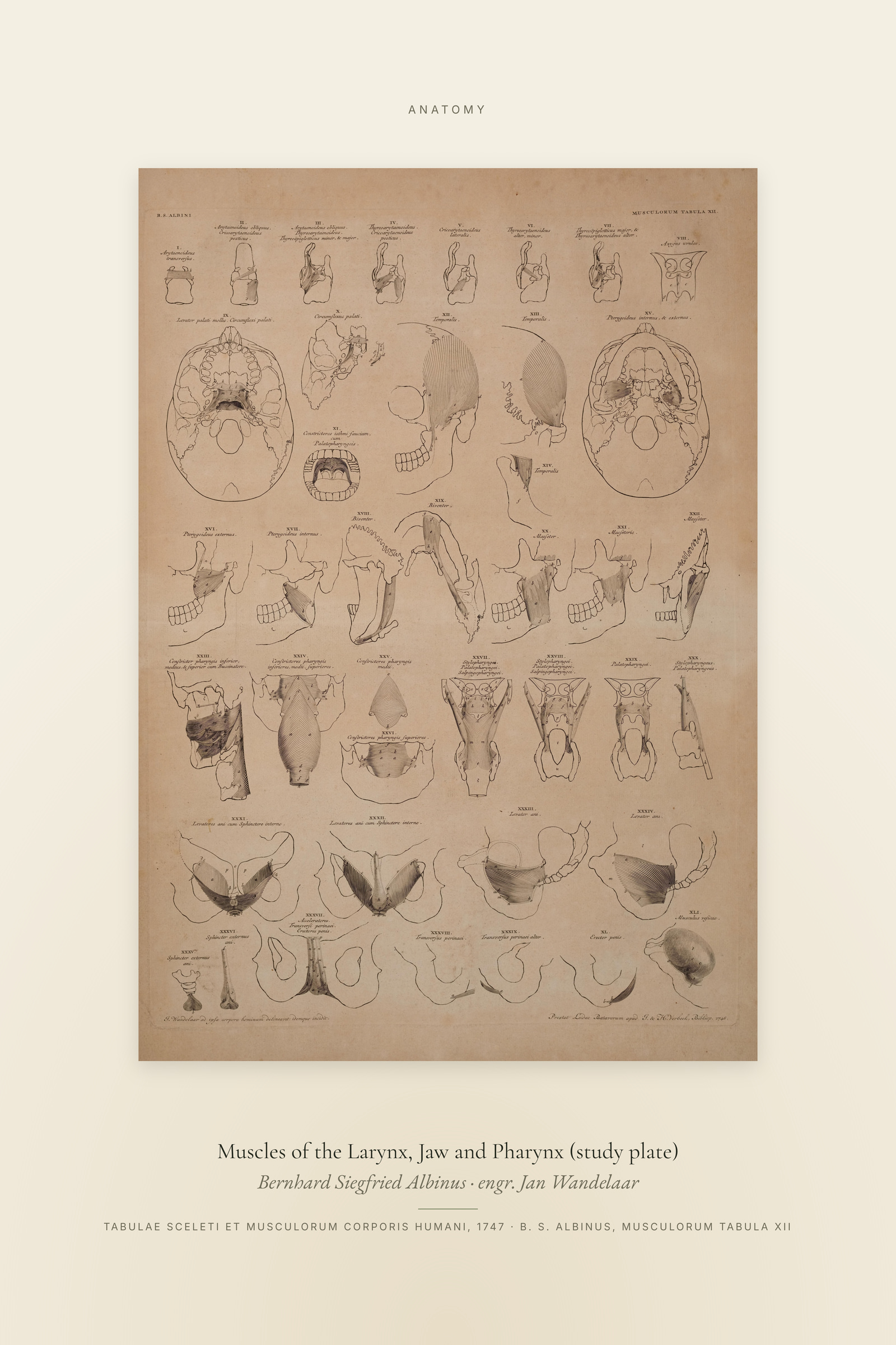 Muscles of the Larynx, Jaw and Pharynx (study plate) — Specimen