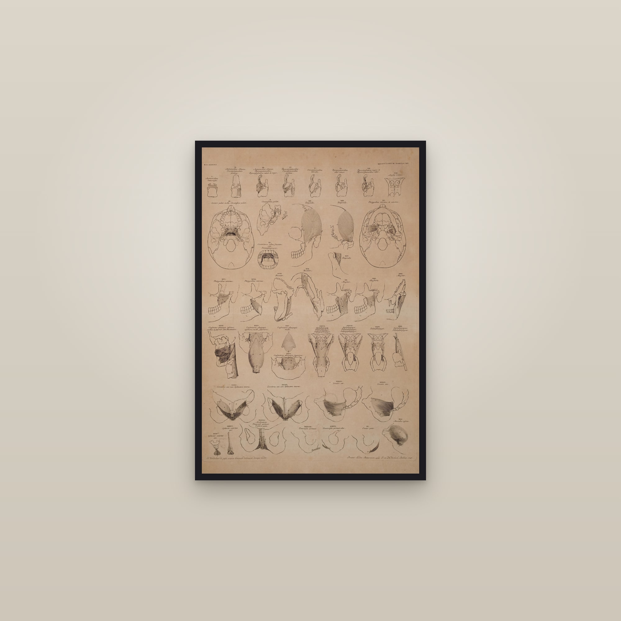 Muscles of the Larynx, Jaw and Pharynx (study plate) — framed in a gallery setting