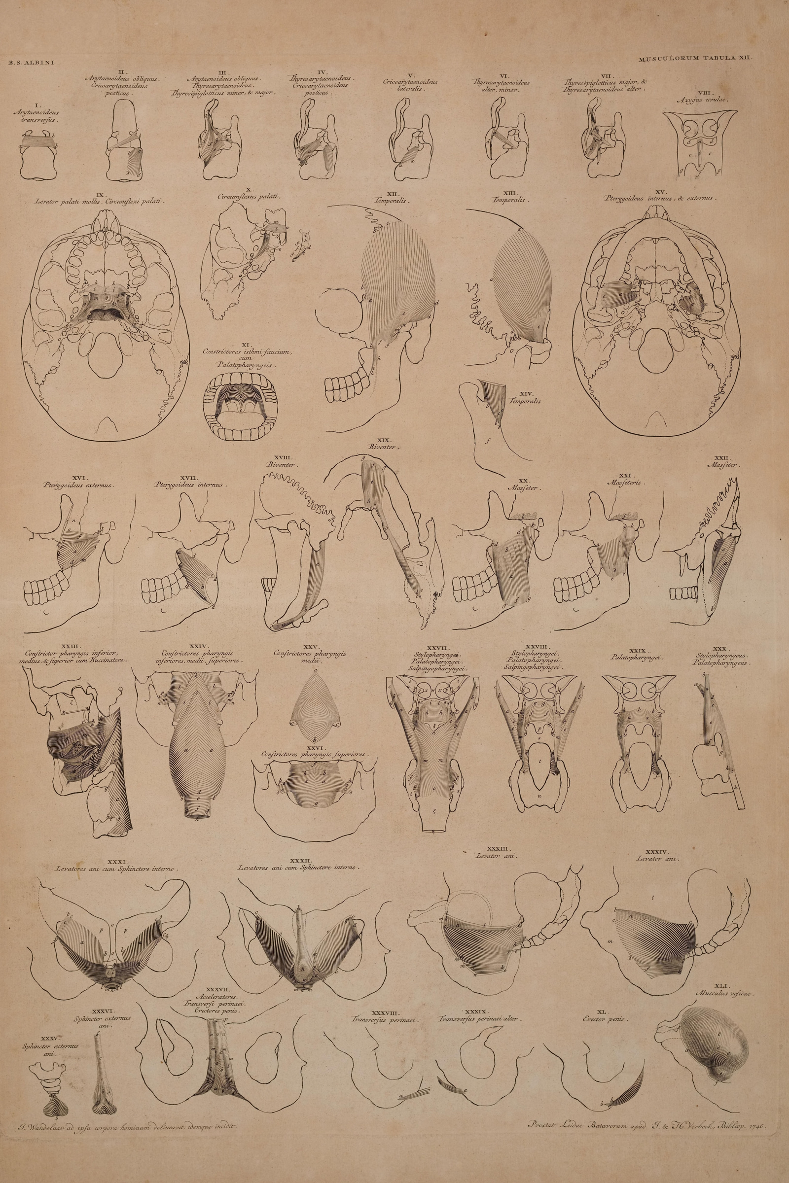 Muscles of the Larynx, Jaw and Pharynx (study plate)