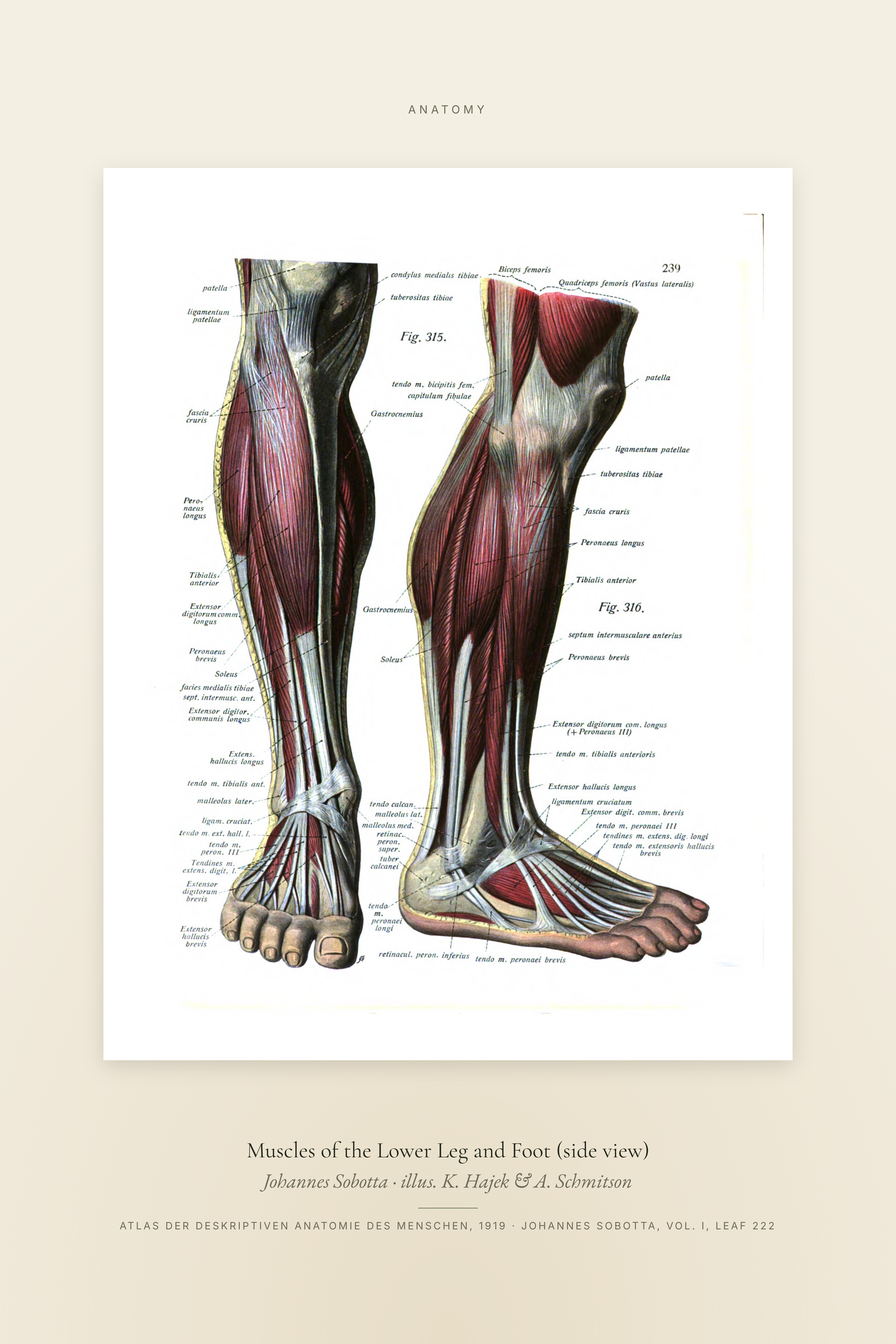Muscles of the Lower Leg and Foot (side view) — Specimen