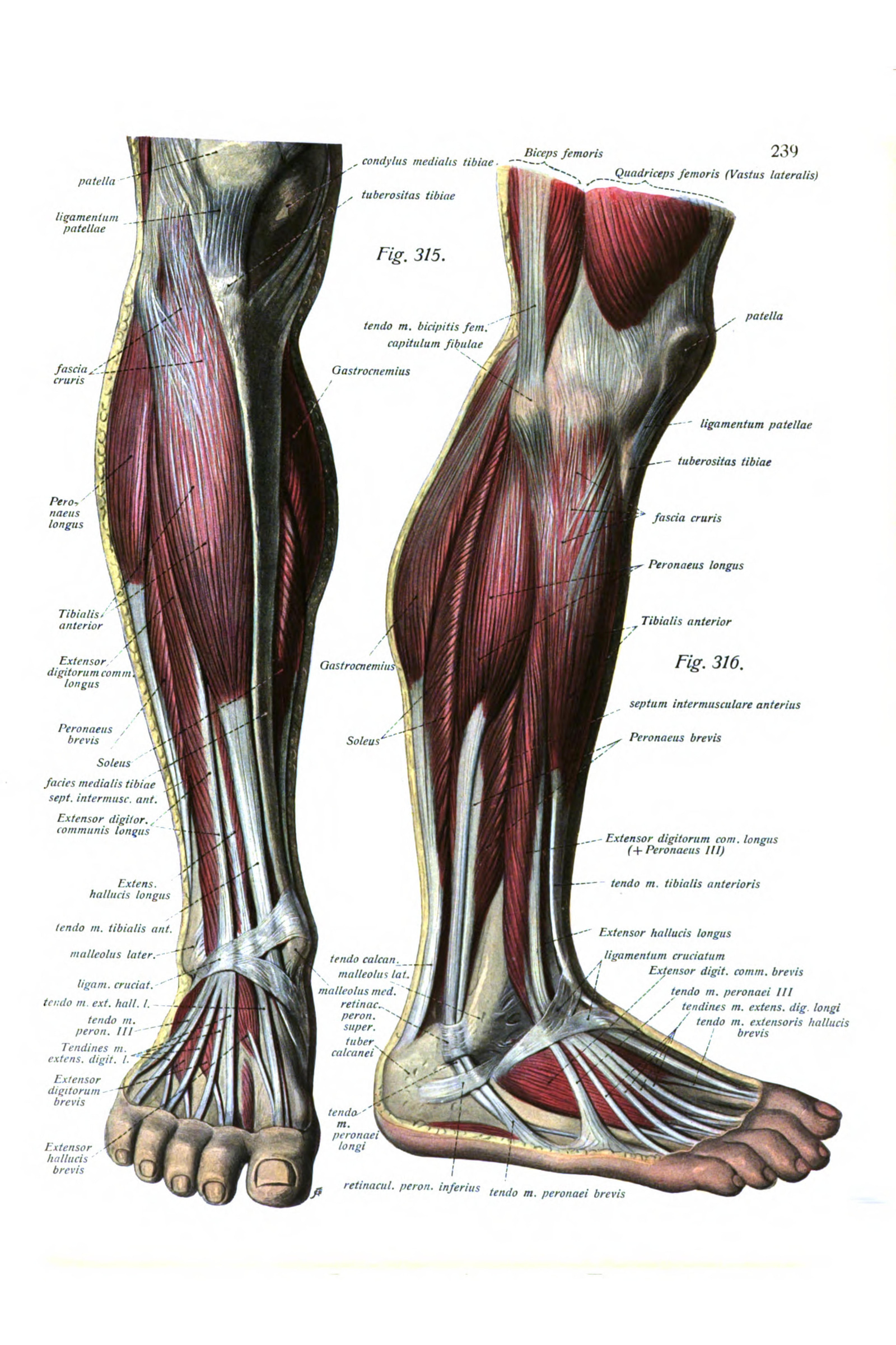 Muscles of the Lower Leg and Foot (side view)