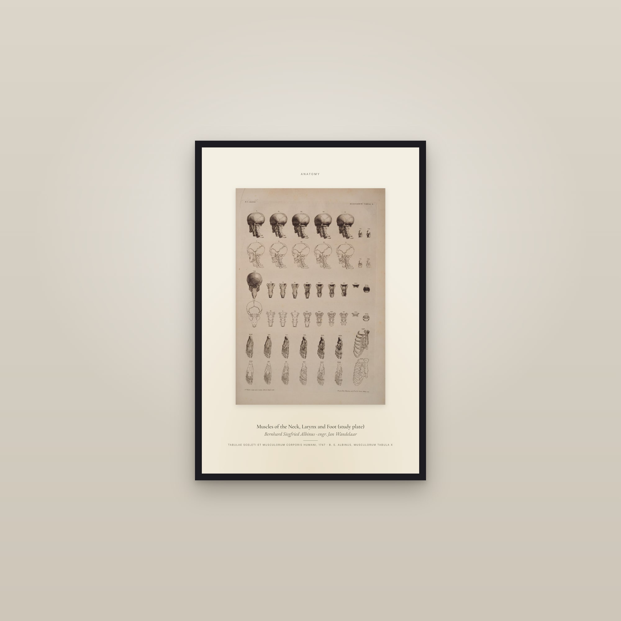 Muscles of the Neck, Larynx and Foot (study plate) — Specimen — framed in a gallery setting