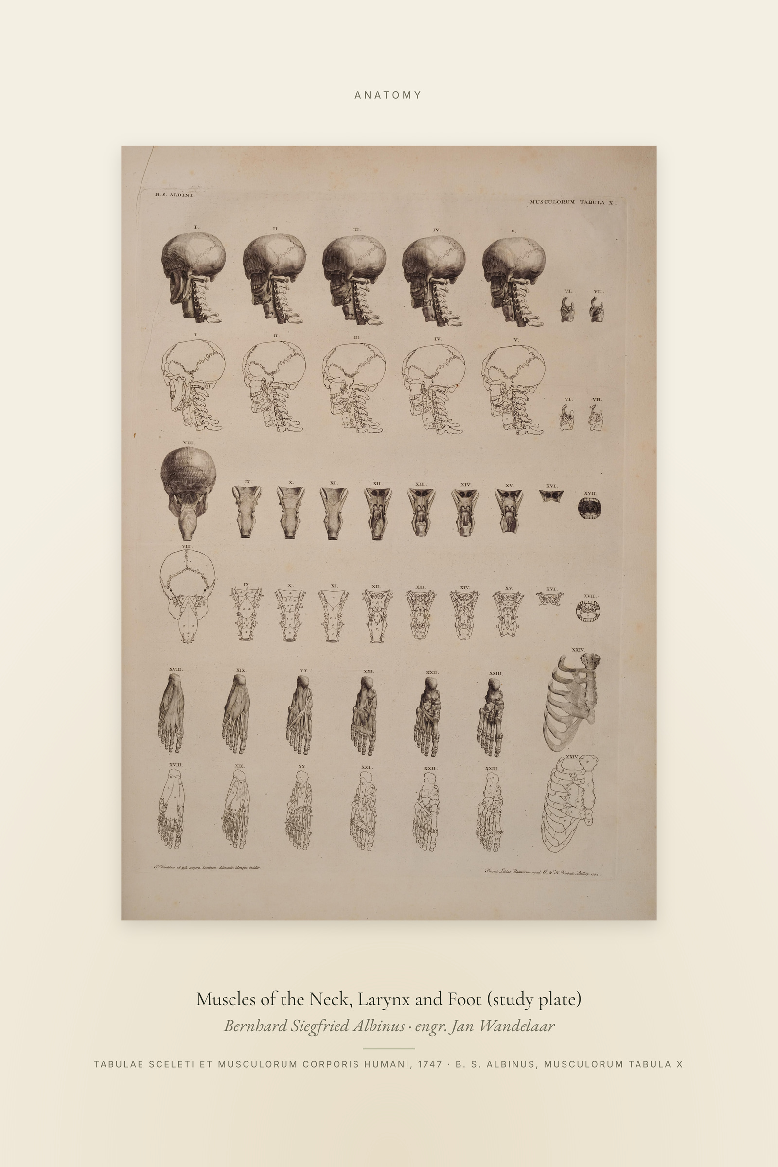 Muscles of the Neck, Larynx and Foot (study plate) — Specimen