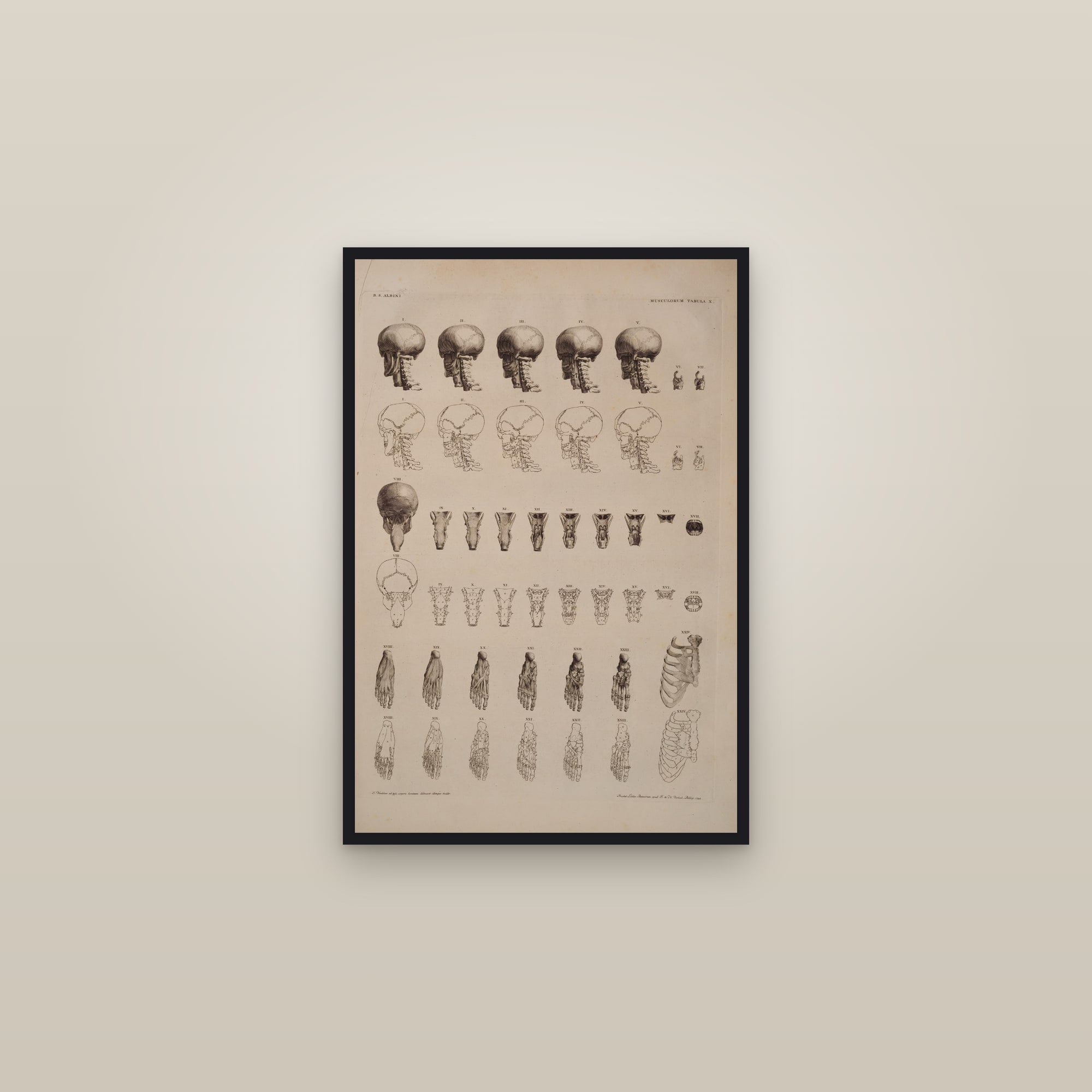 Muscles of the Neck, Larynx and Foot (study plate) — framed in a gallery setting