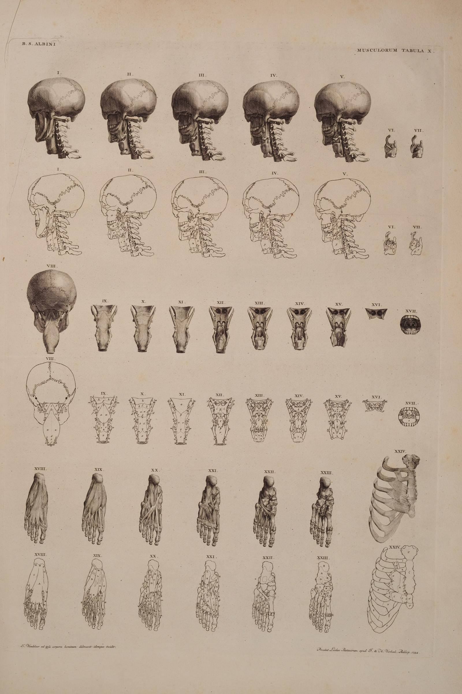 Muscles of the Neck, Larynx and Foot (study plate)