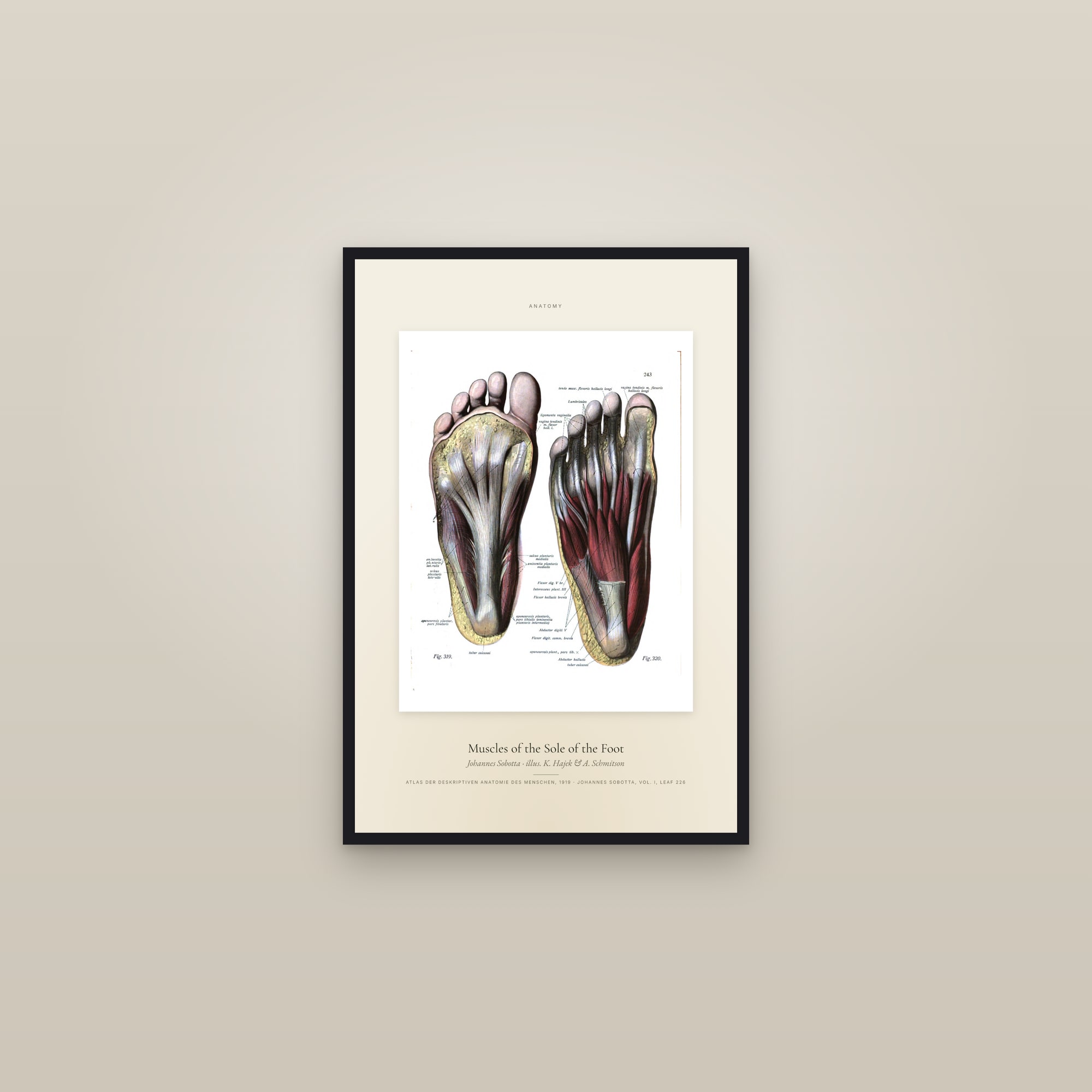 Muscles of the Sole of the Foot — Specimen — framed in a gallery setting
