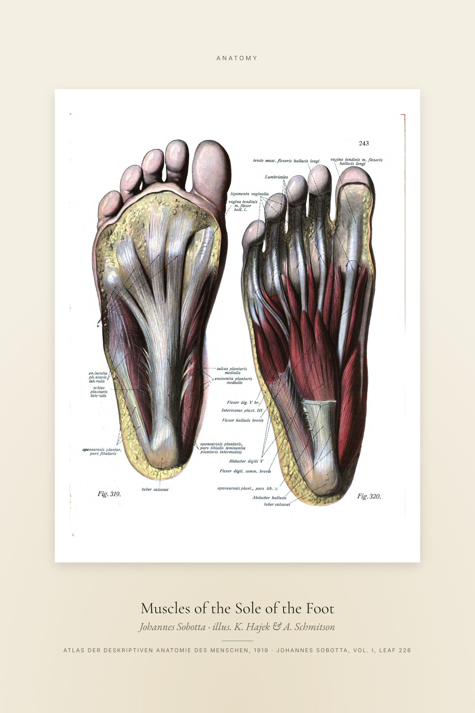 Muscles of the Sole of the Foot — Specimen