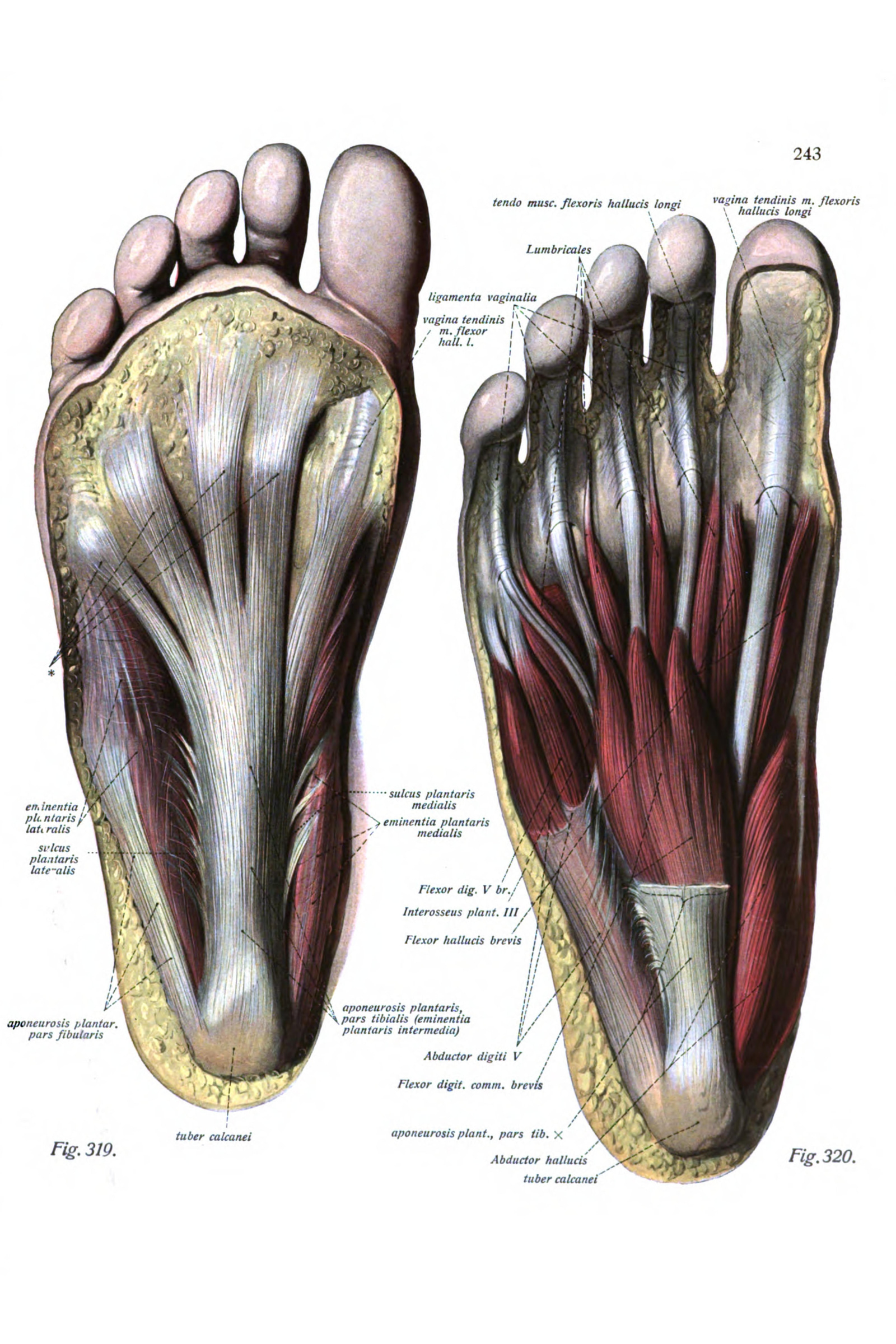 Muscles of the Sole of the Foot