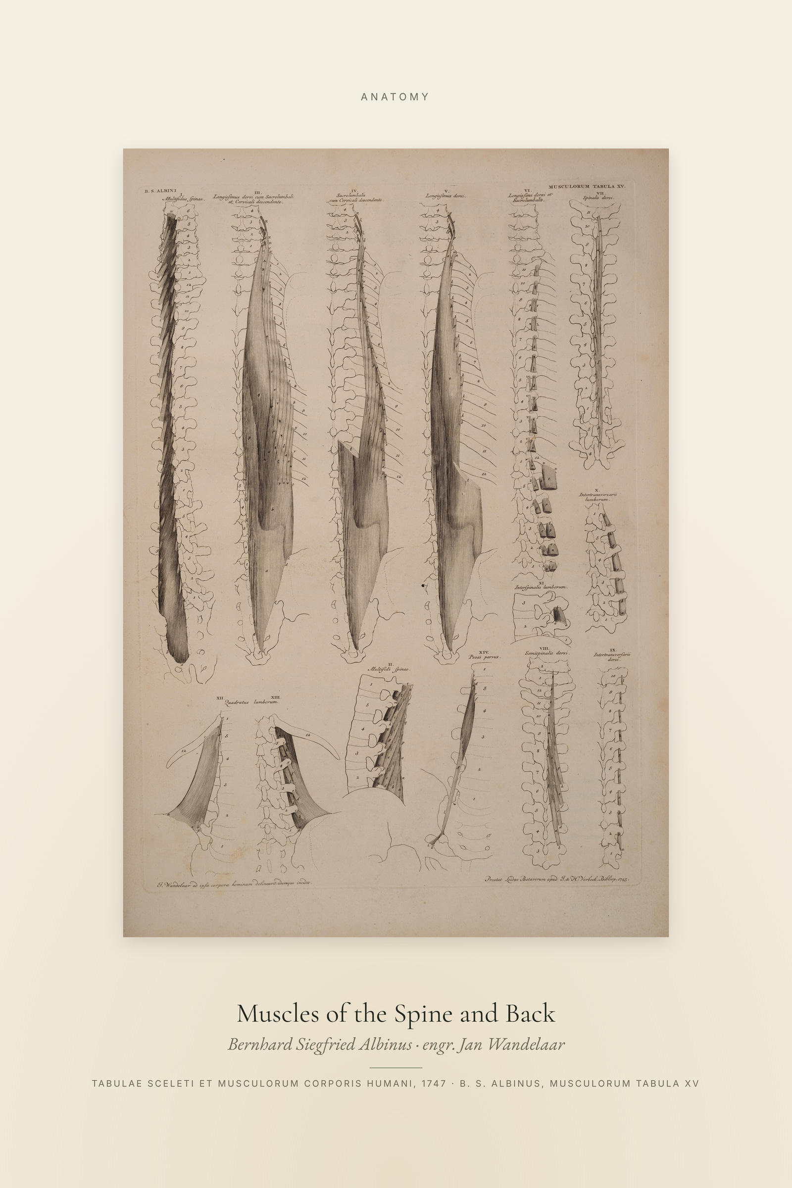 Muscles of the Spine and Back — Specimen