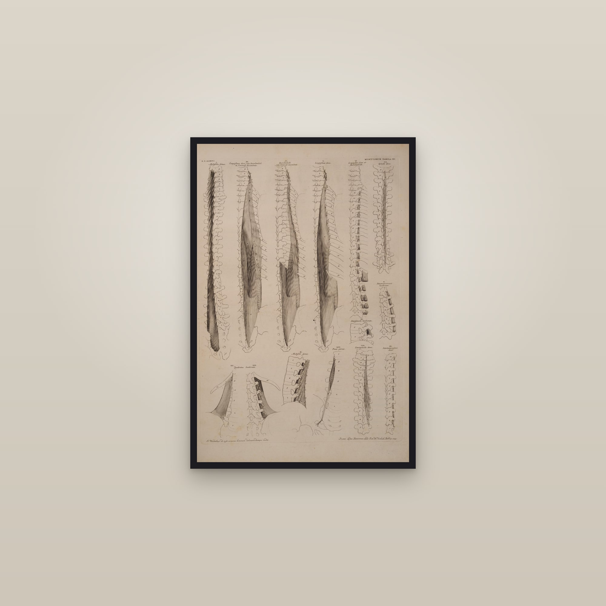 Muscles of the Spine and Back — framed in a gallery setting