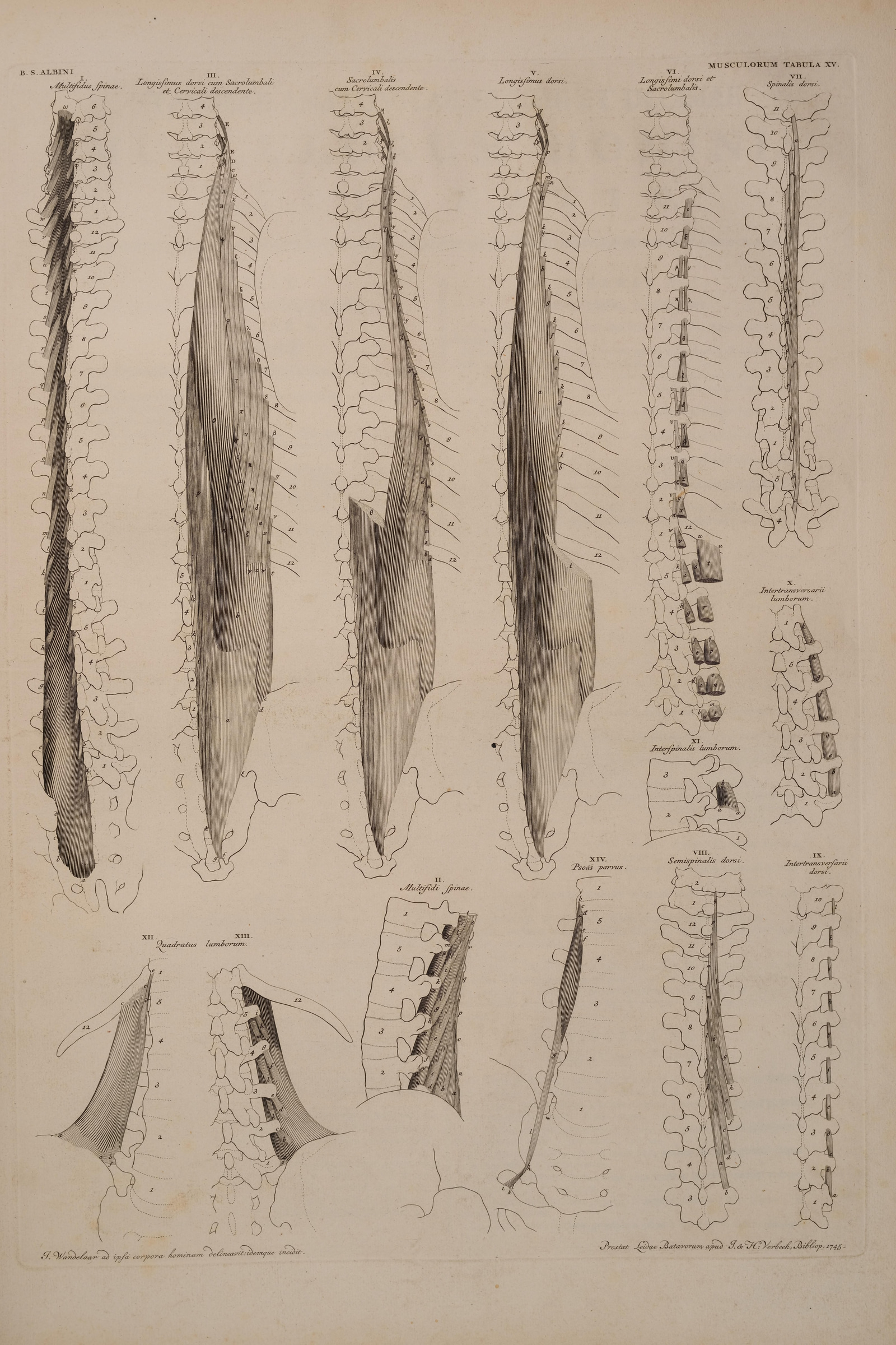 Muscles of the Spine and Back
