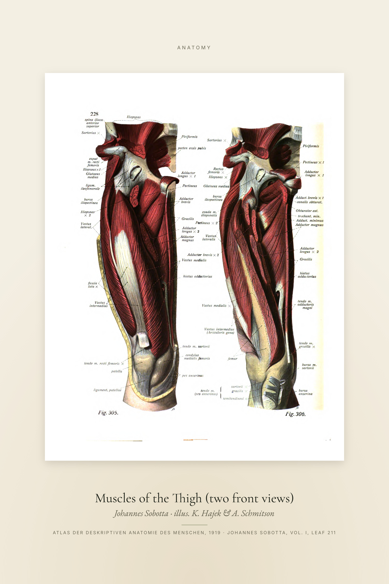 Muscles of the Thigh (two front views) — Specimen
