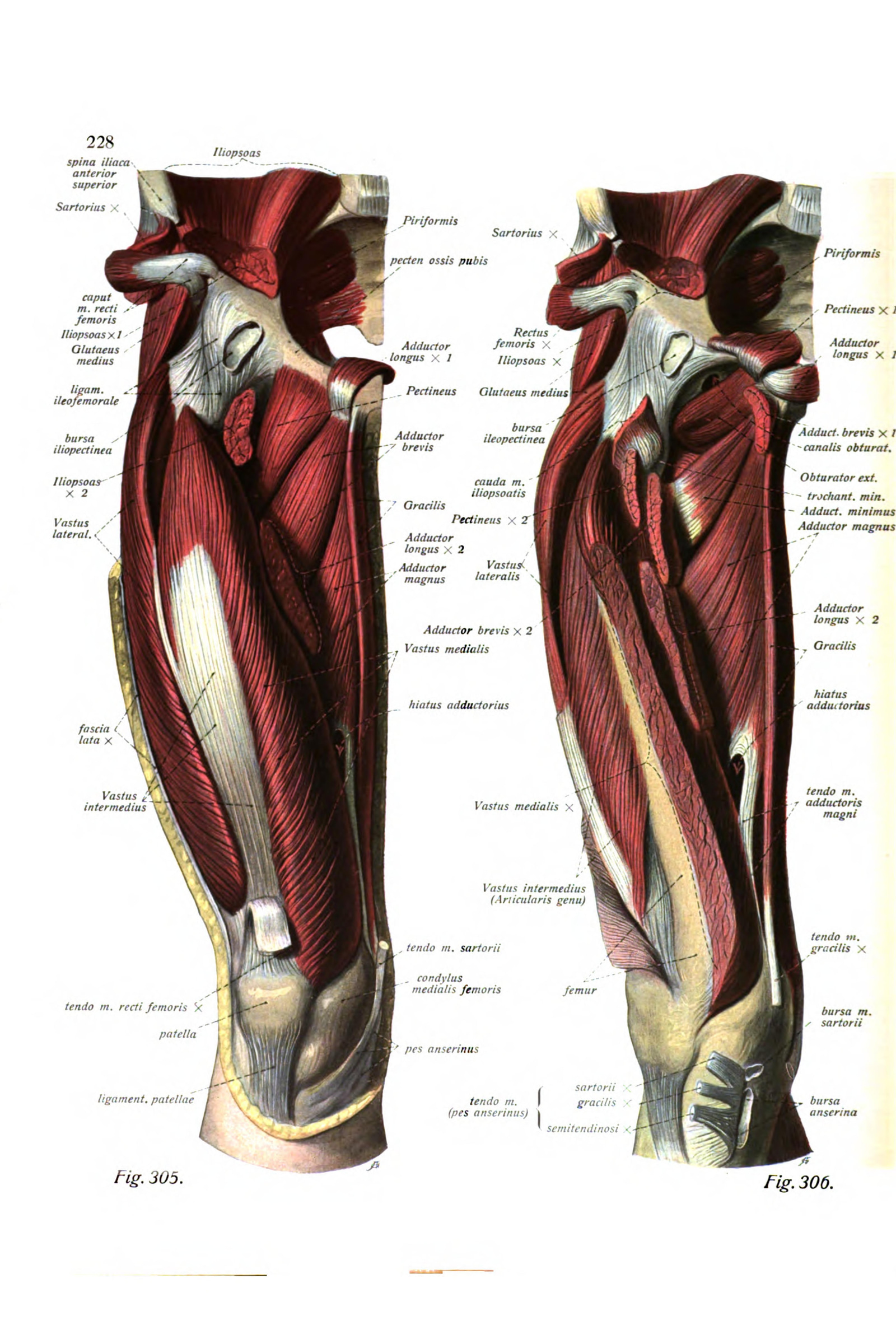Muscles of the Thigh (two front views)