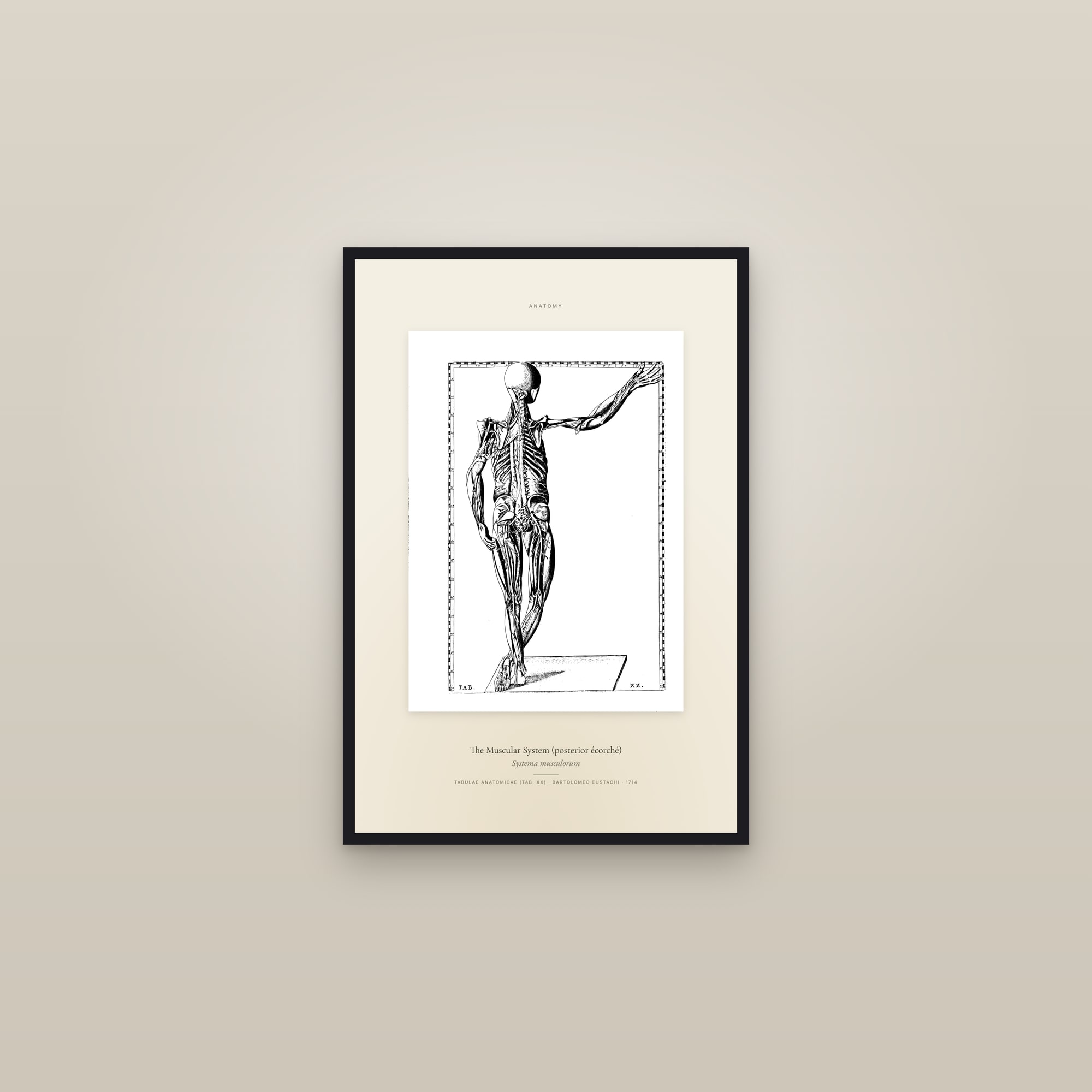 The Muscular System (posterior écorché) — Specimen — framed in a gallery setting