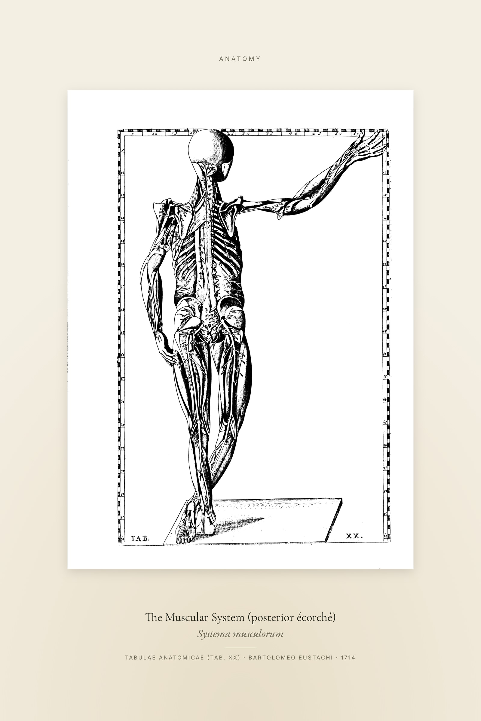 The Muscular System (posterior écorché) — Specimen
