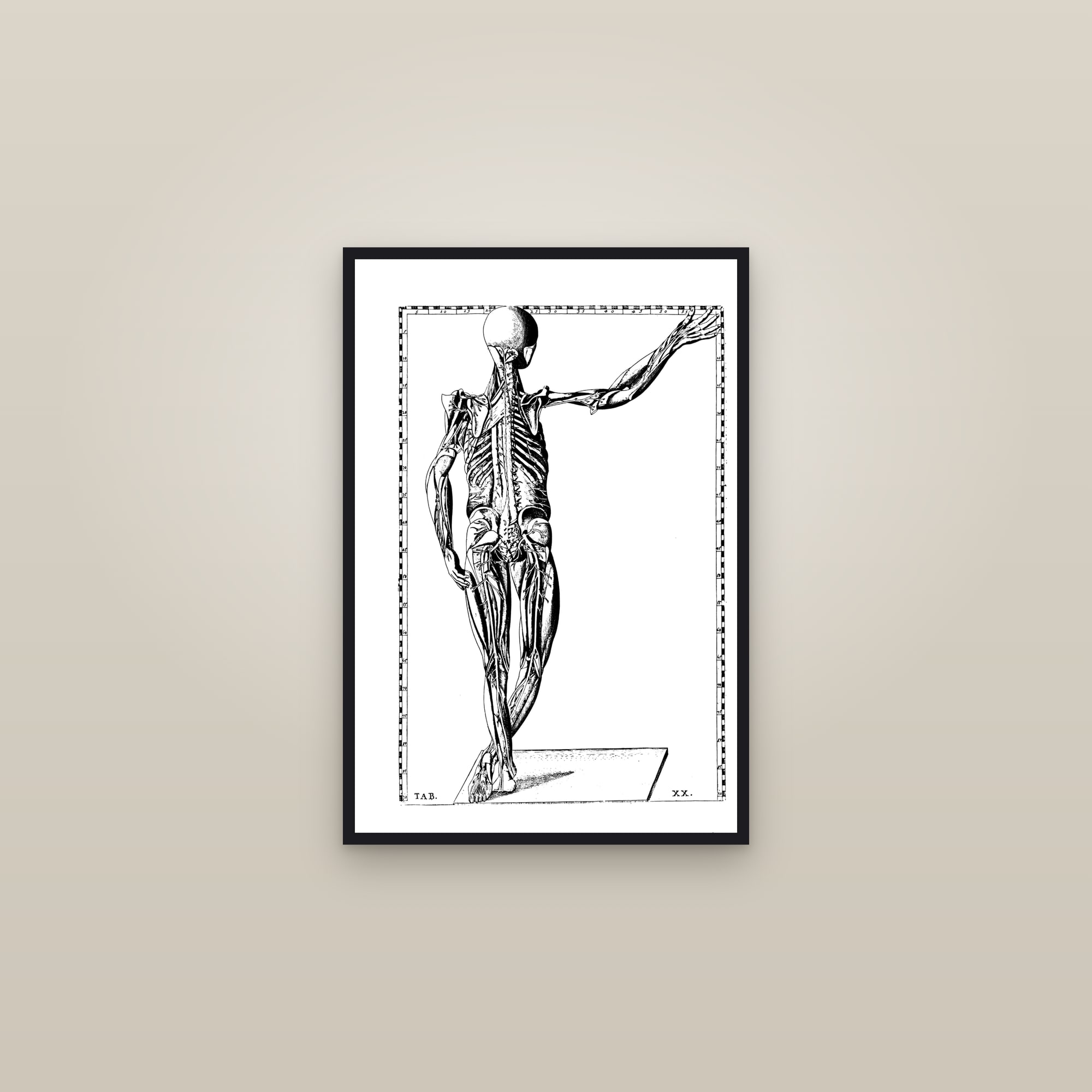 The Muscular System (posterior écorché) — framed in a gallery setting