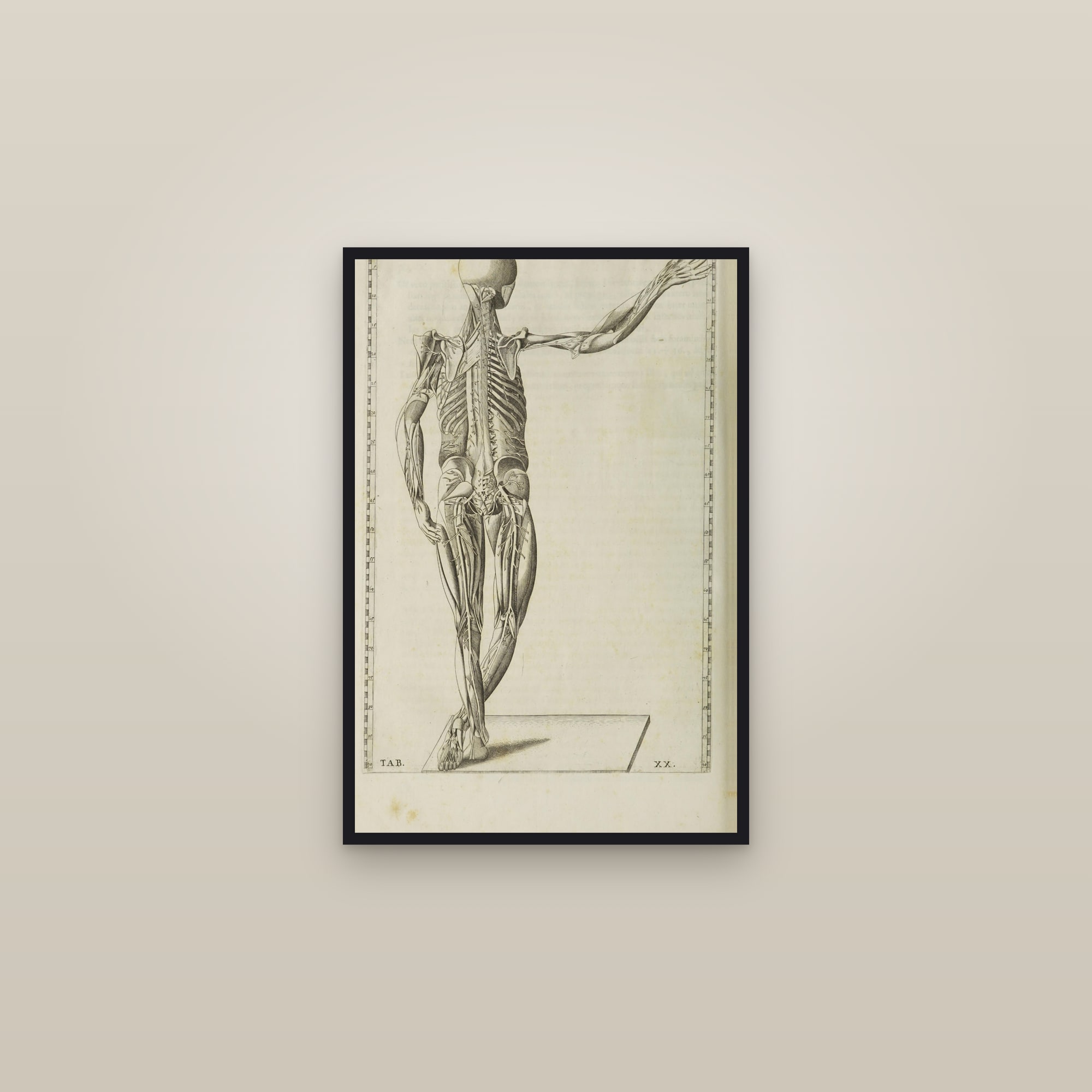 The Muscular System (posterior écorché) — framed in a gallery setting
