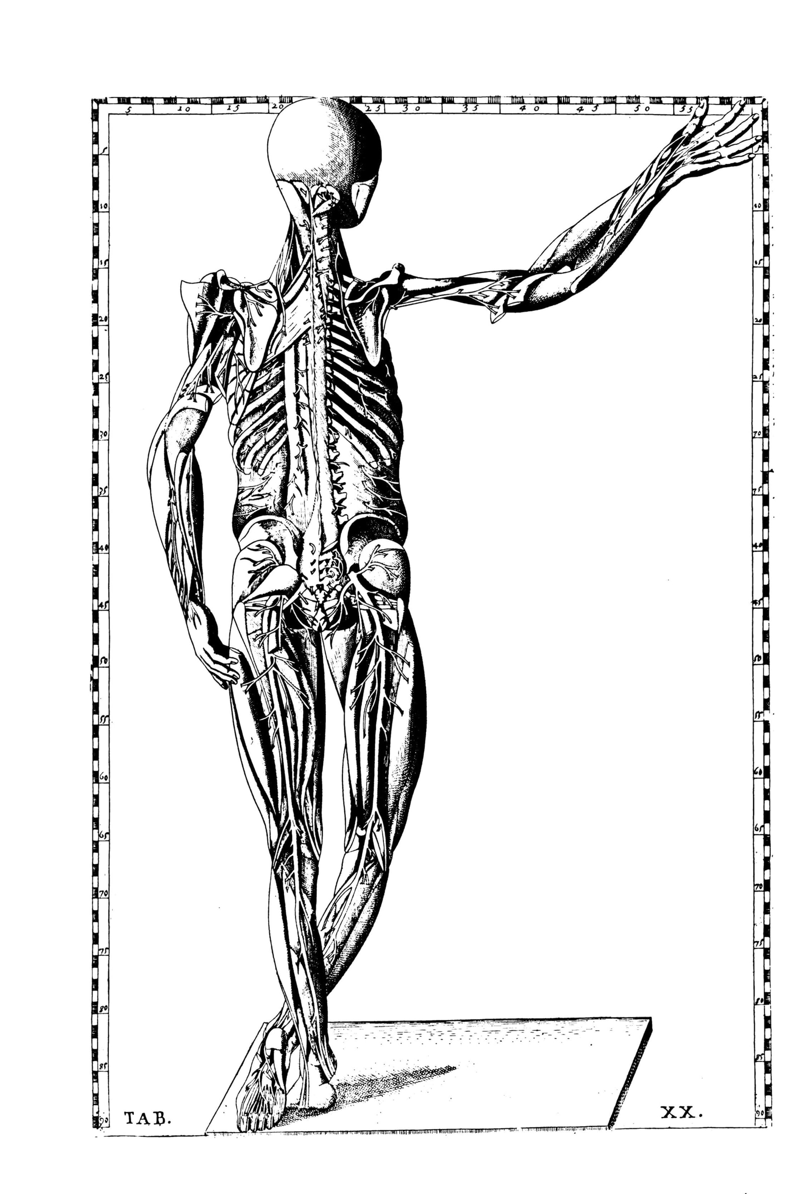 The Muscular System (posterior écorché)