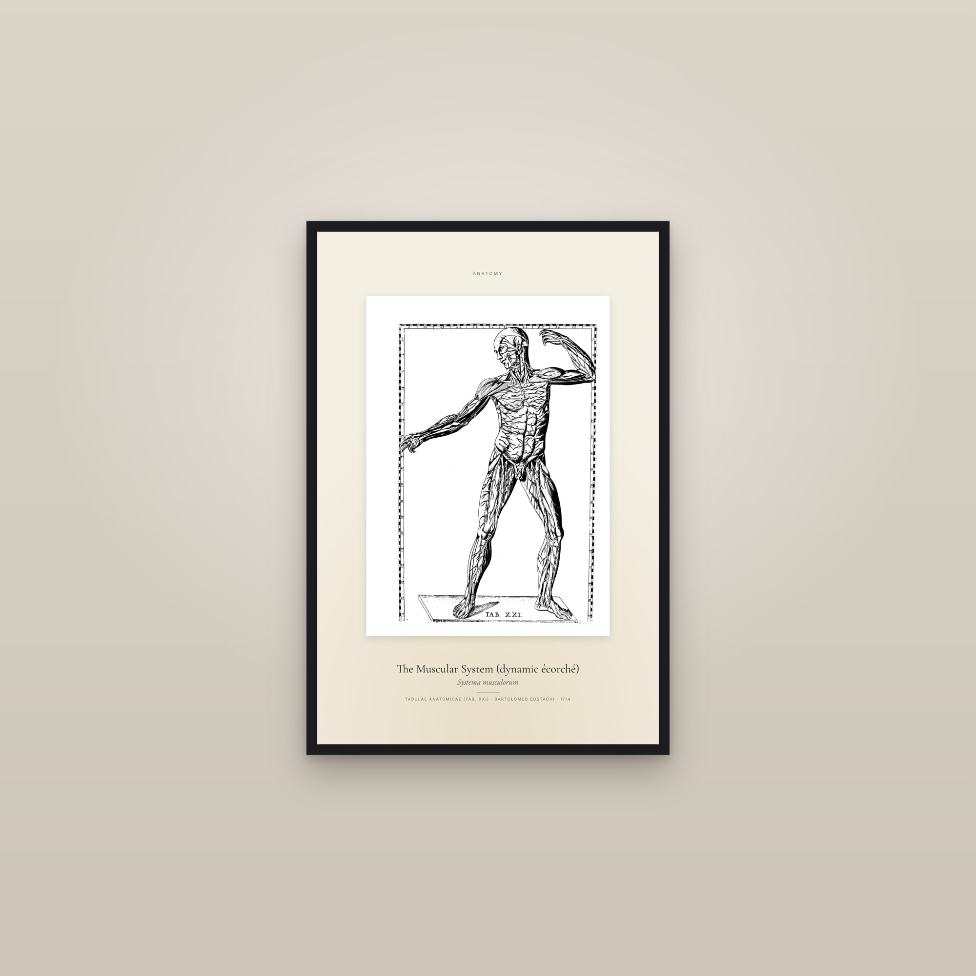 The Muscular System (dynamic écorché) — Specimen — framed in a gallery setting