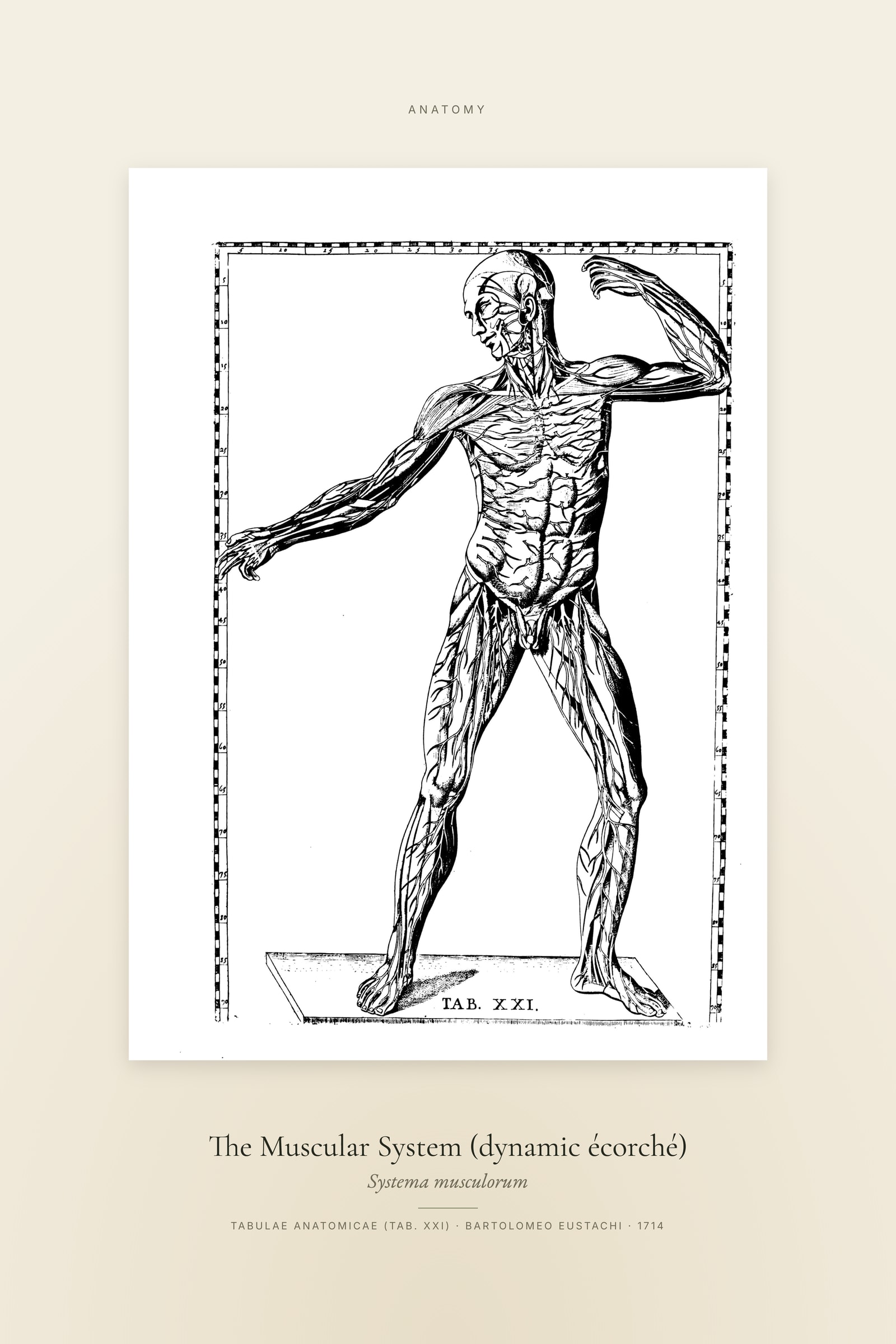 The Muscular System (dynamic écorché) — Specimen