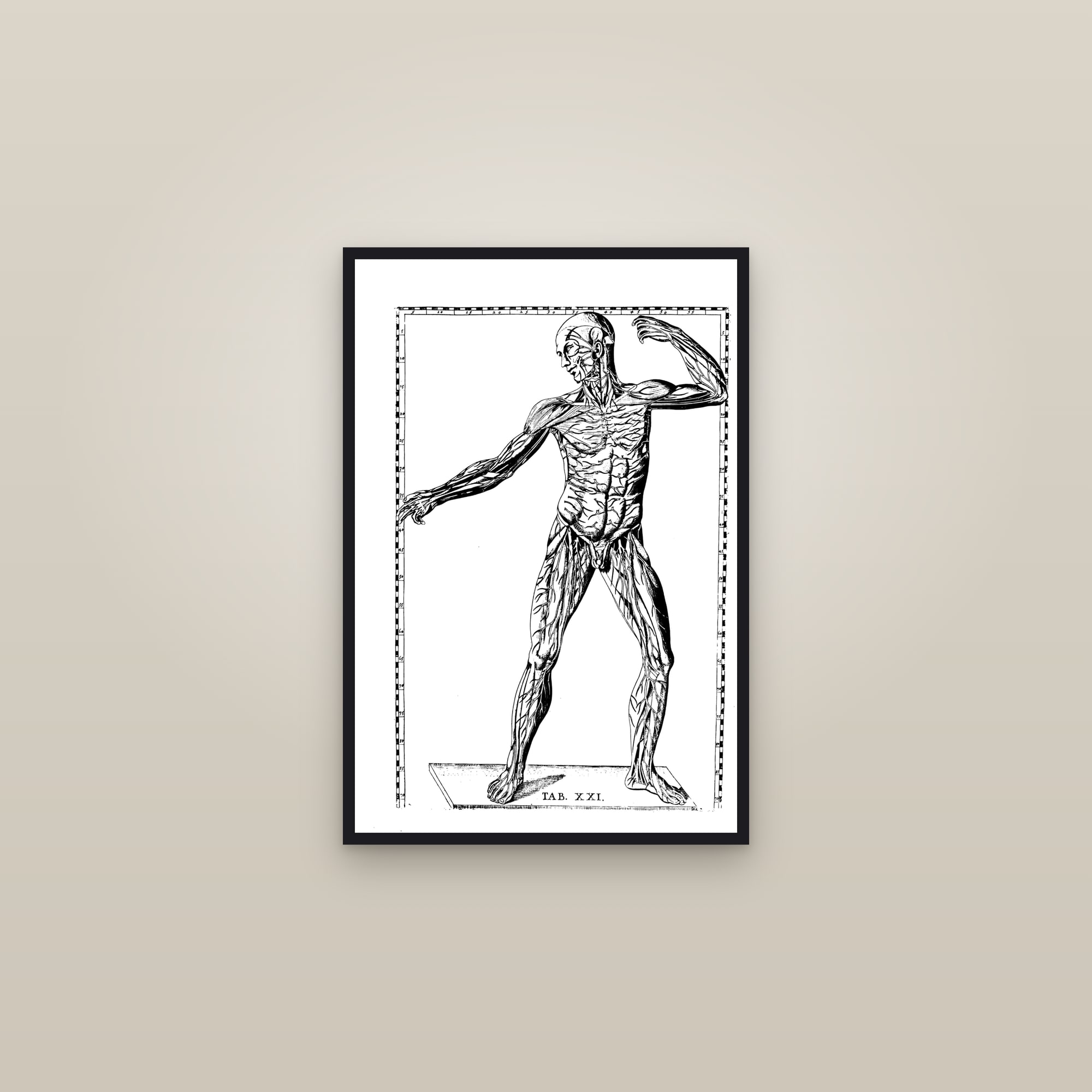 The Muscular System (dynamic écorché) — framed in a gallery setting