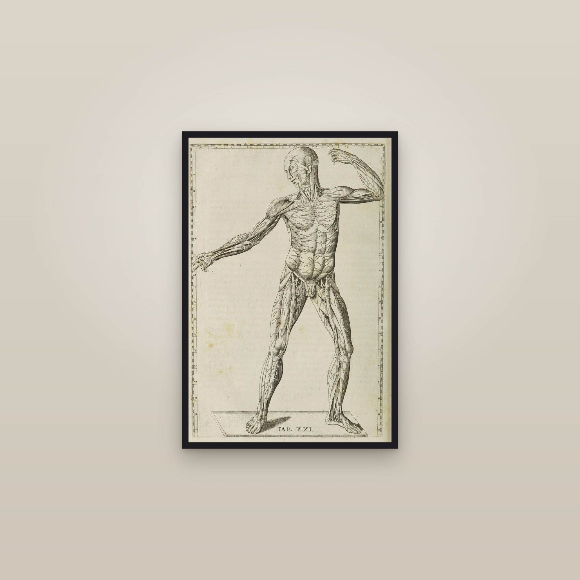 The Muscular System (dynamic écorché) — framed in a gallery setting