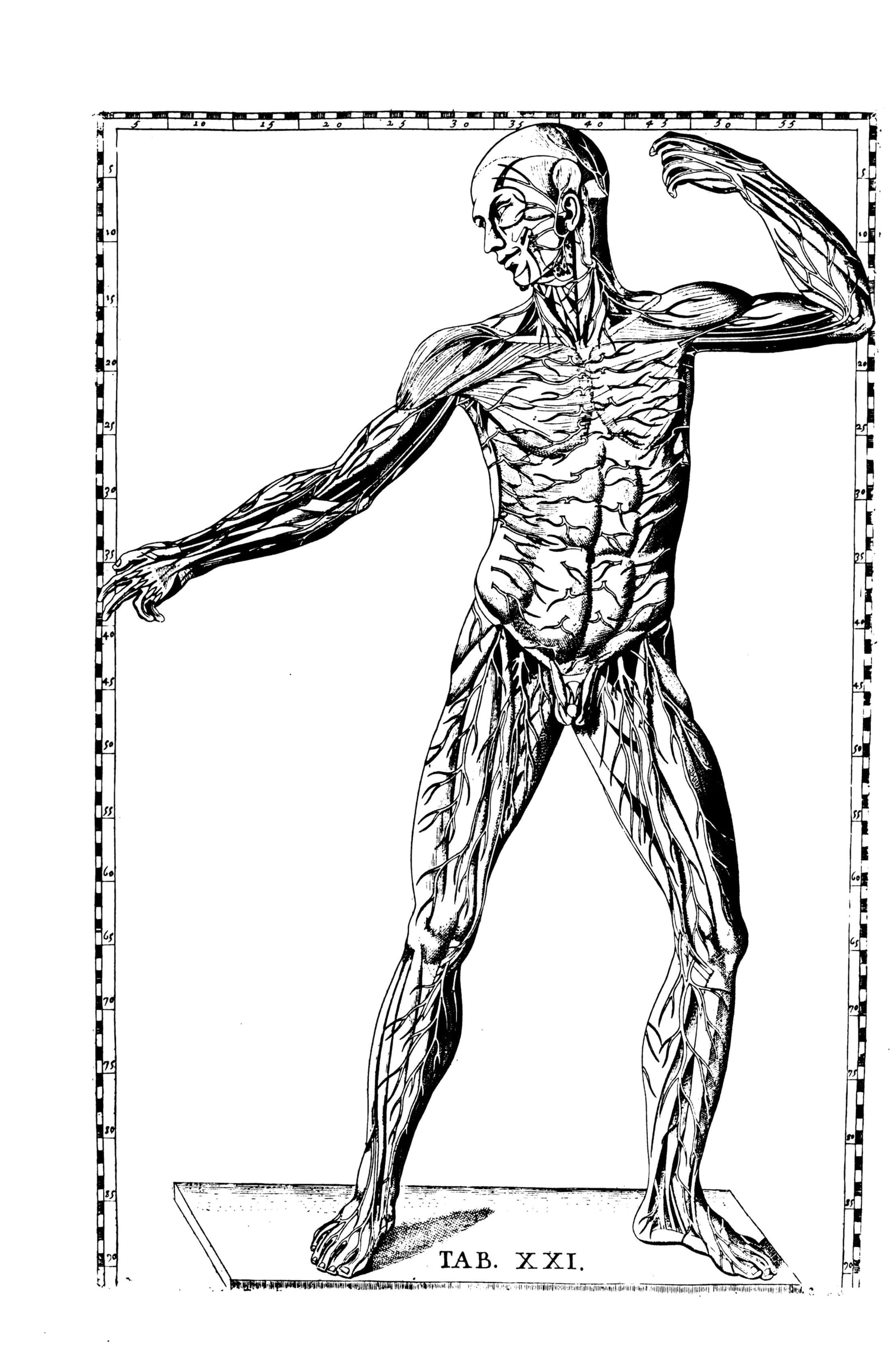 The Muscular System (dynamic écorché)